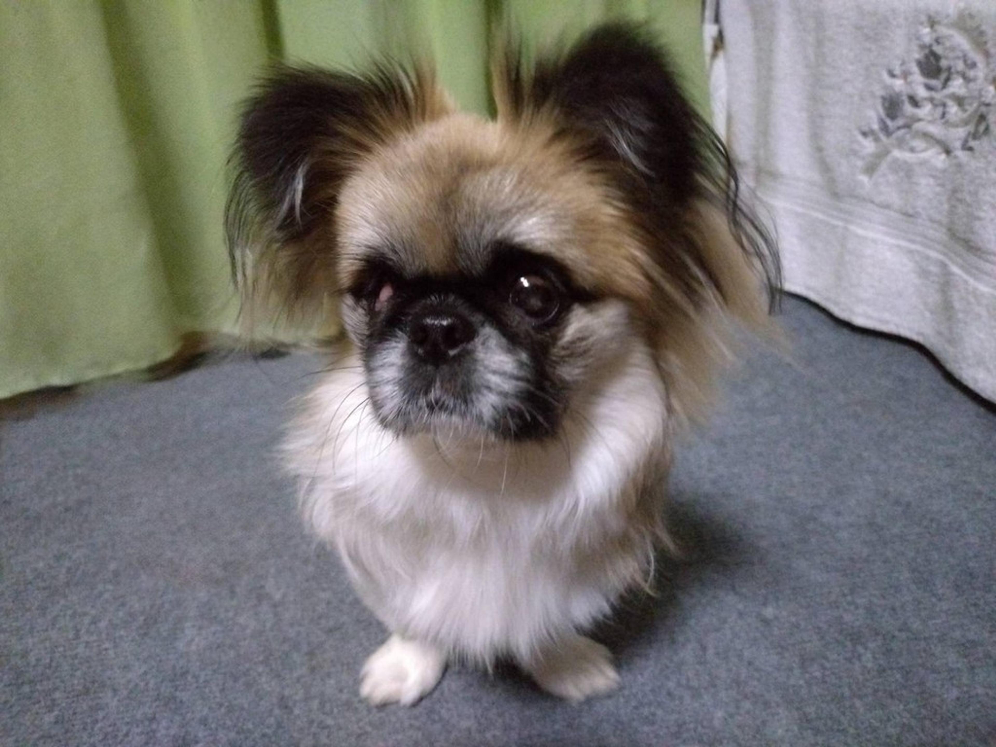 pet-image-5