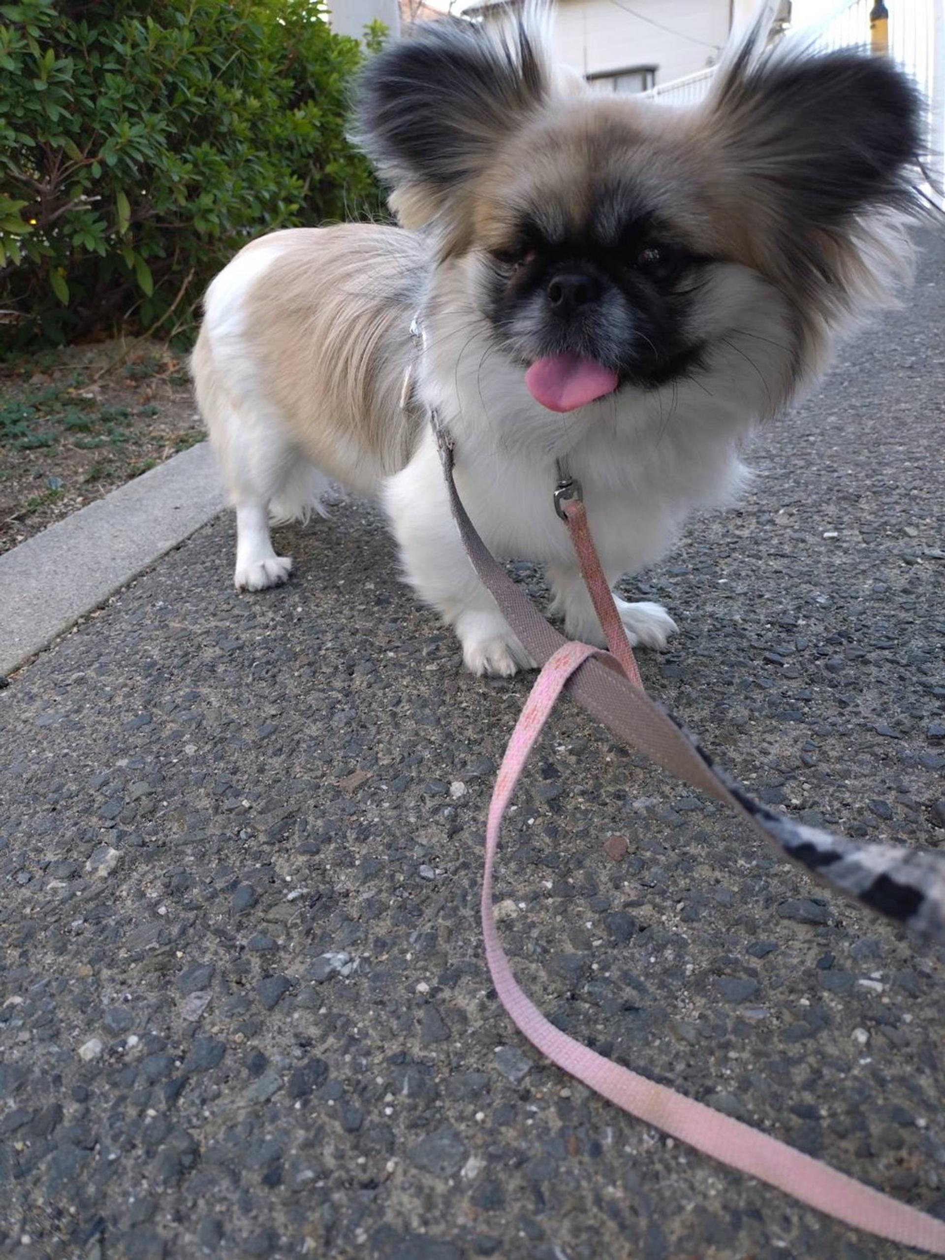 pet-image-6