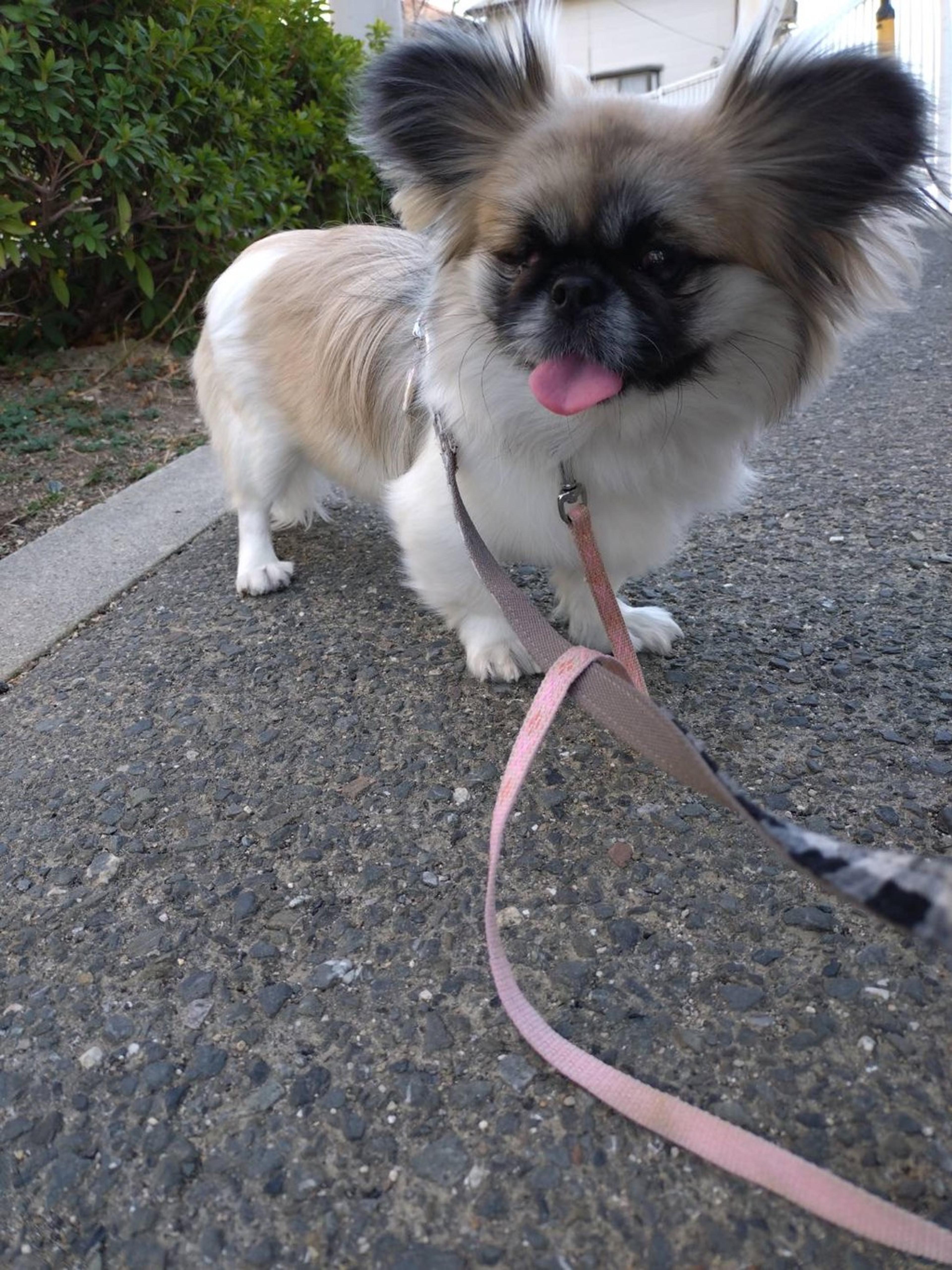 pet-image-6