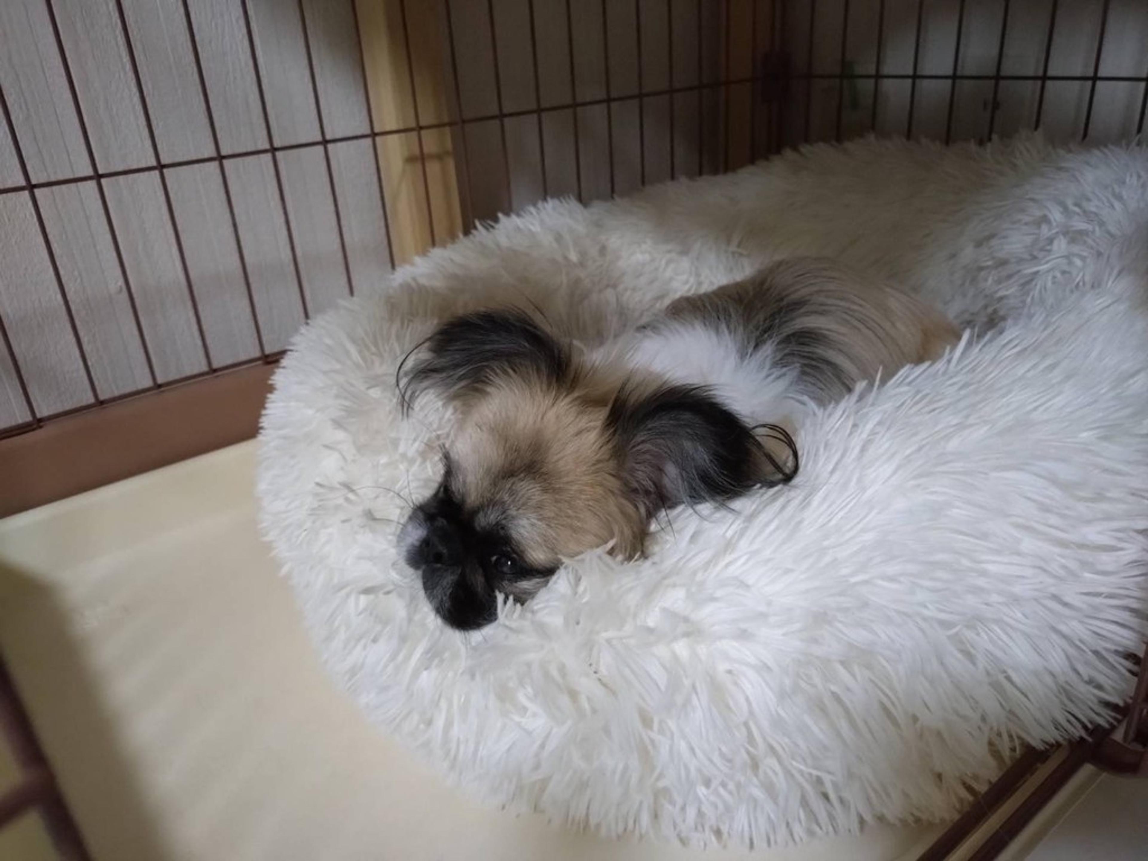 pet-image-7
