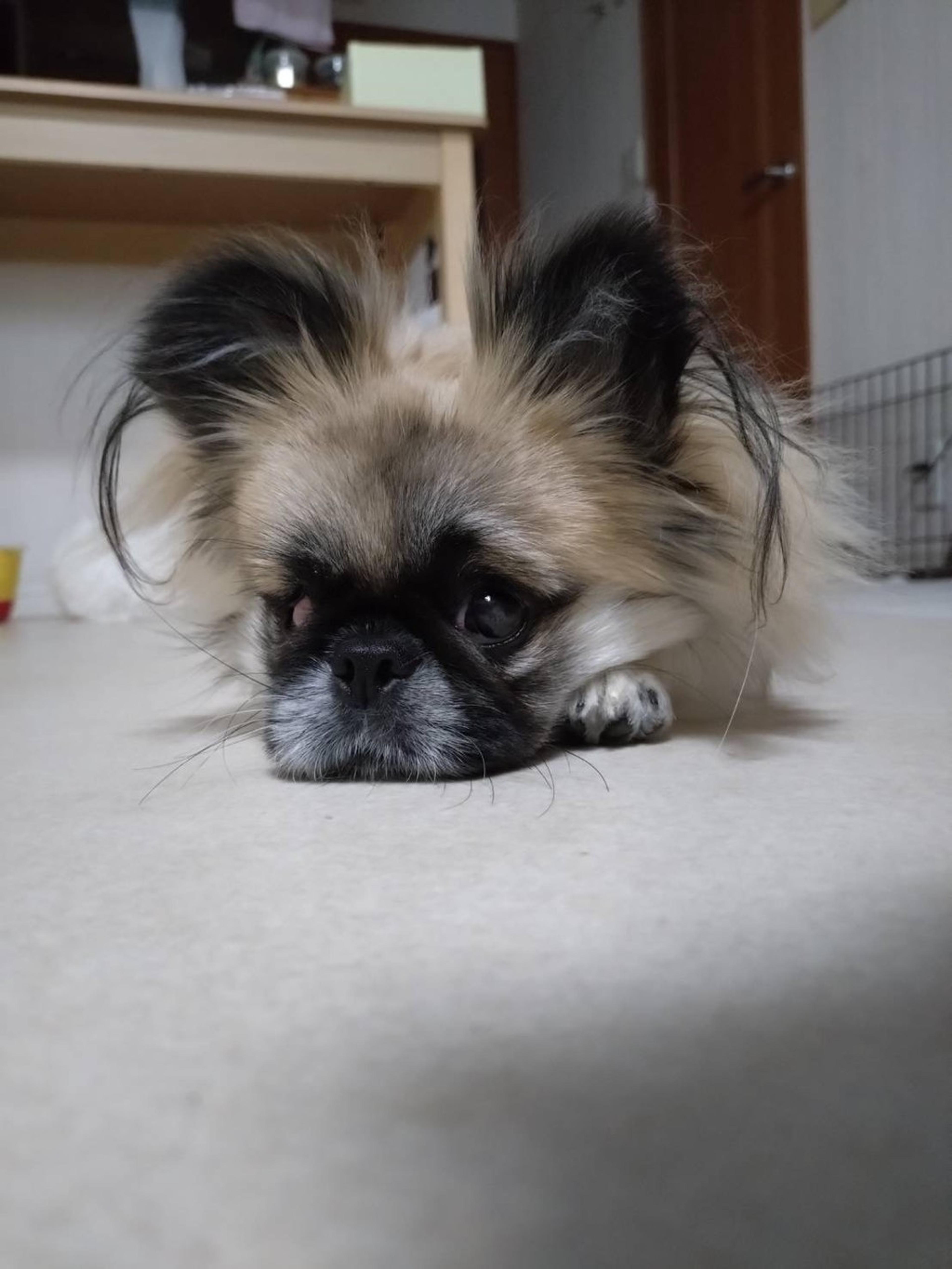 pet-image-8