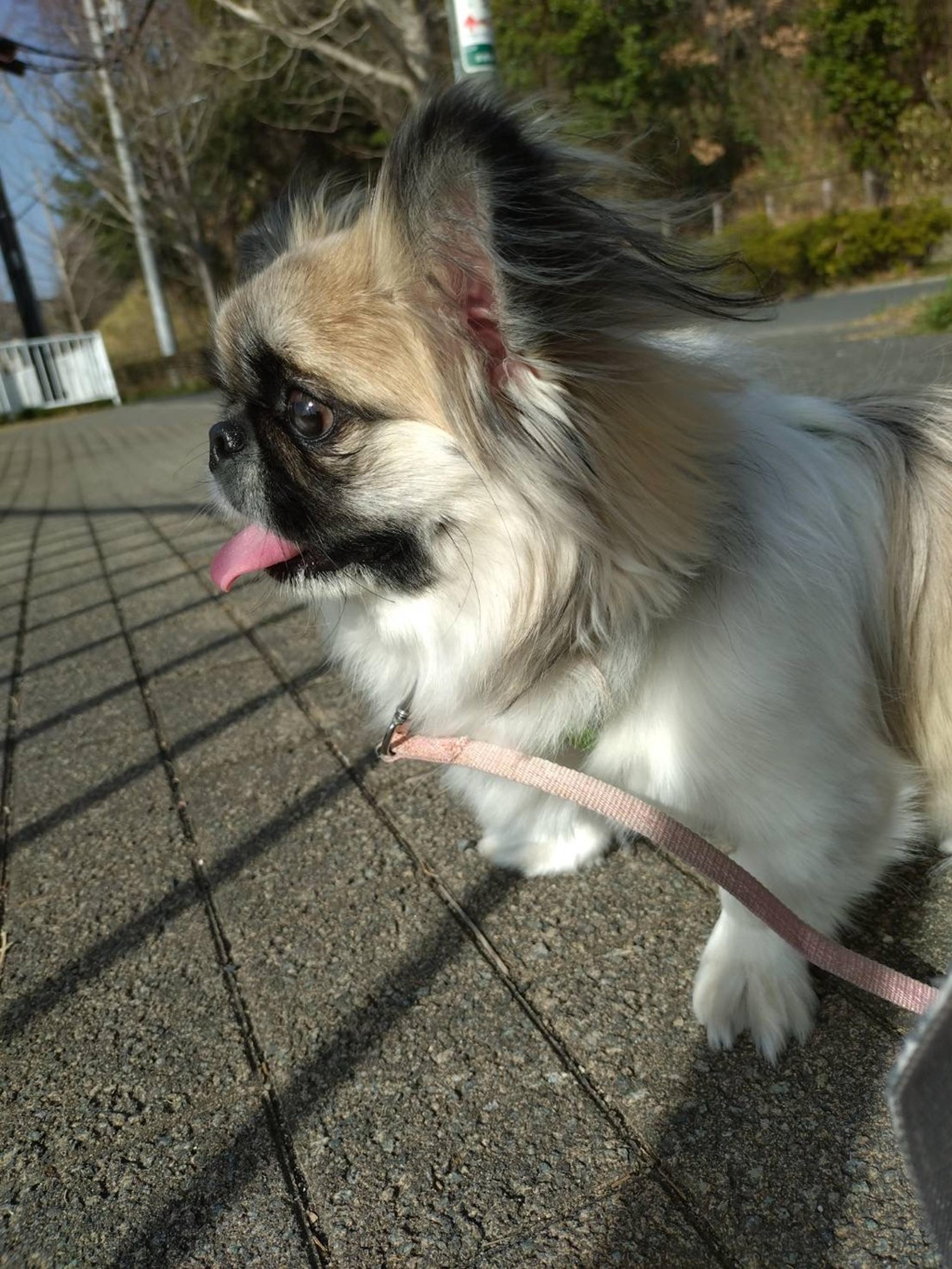 pet-image-9