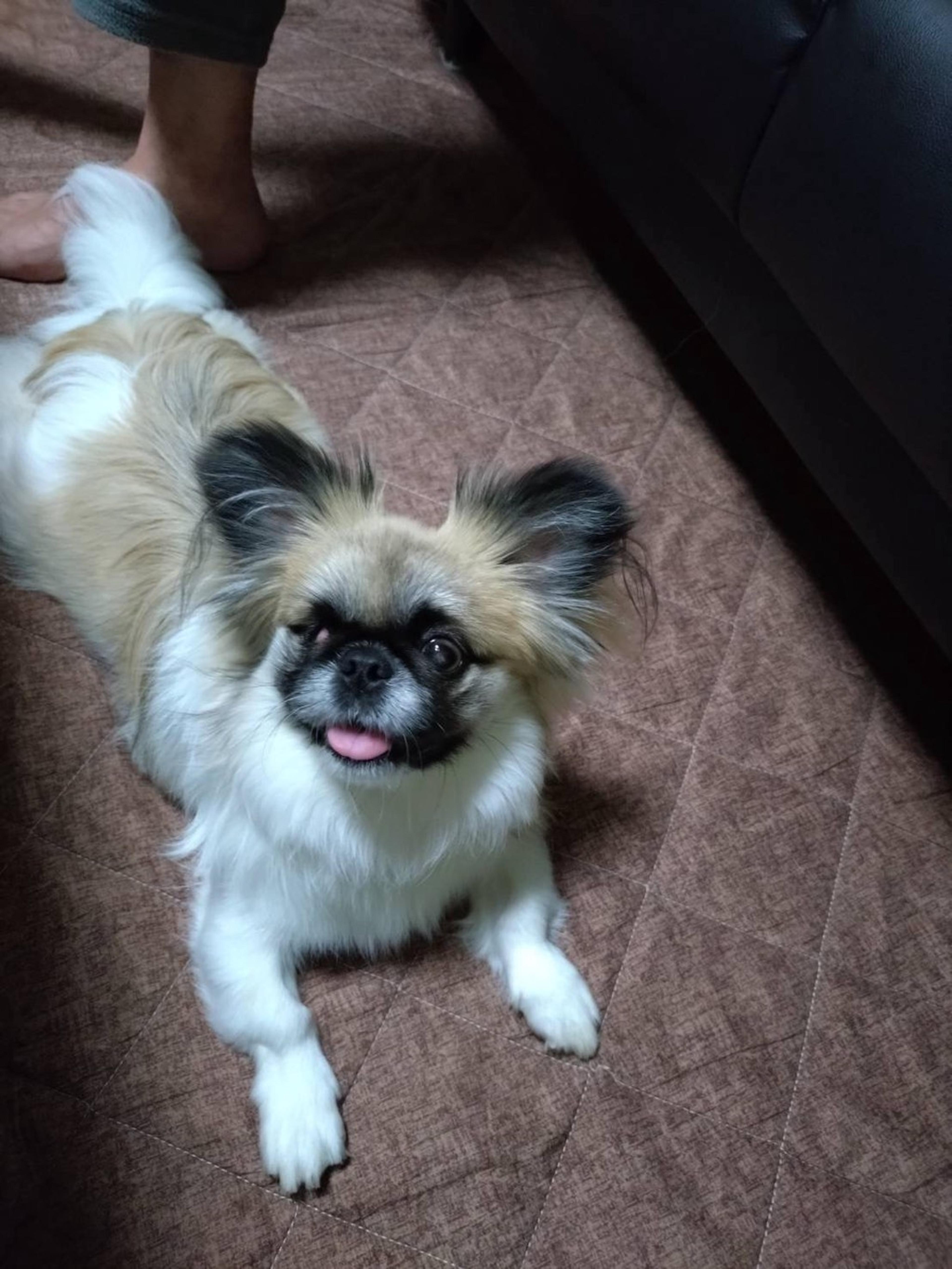 pet-image-10
