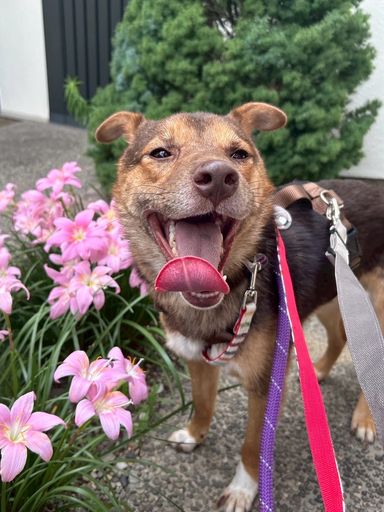 雑種（ミックス犬）・オスの里親募集の写真