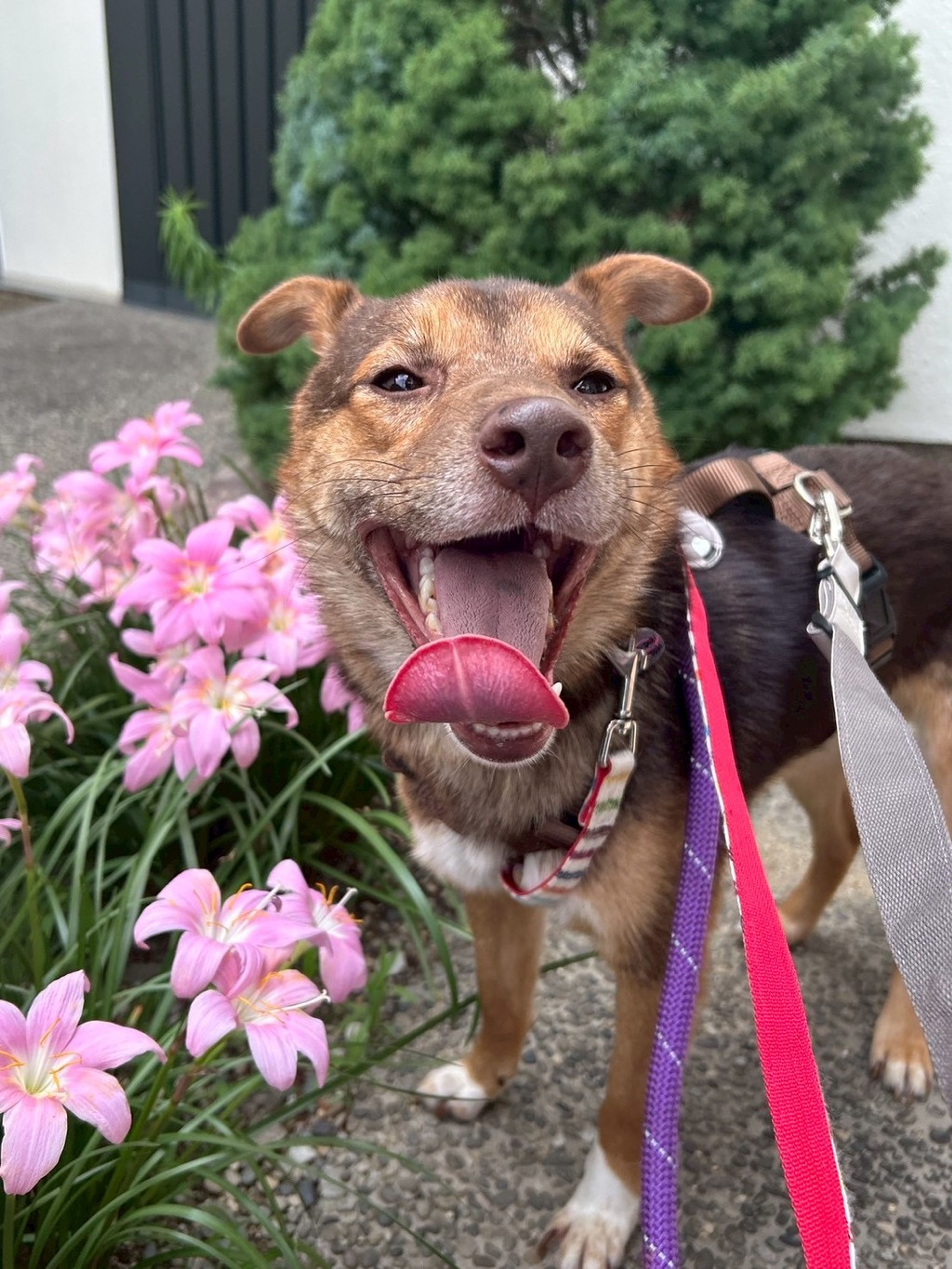 雑種（ミックス犬）・オスの里親募集の写真