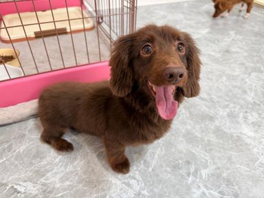 ミニチュア・ダックスフンド・オスの里親募集の写真