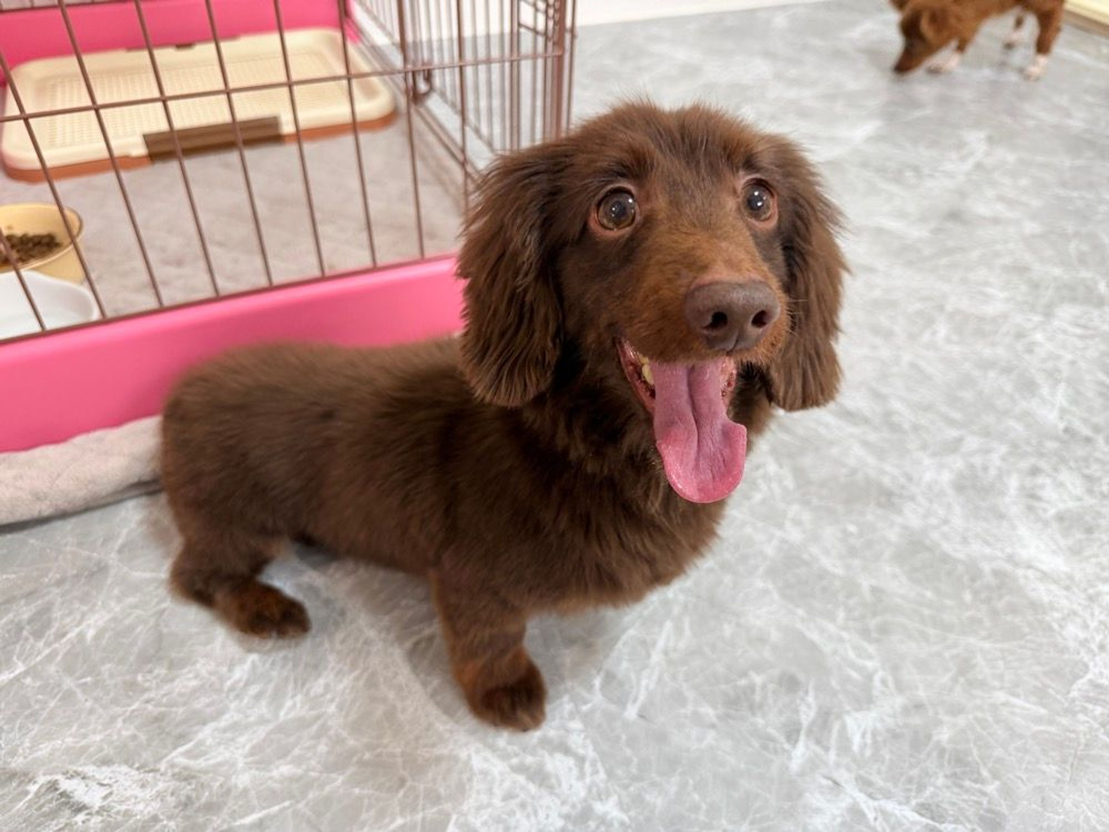 ミニチュア・ダックスフンド・オスの里親募集の写真