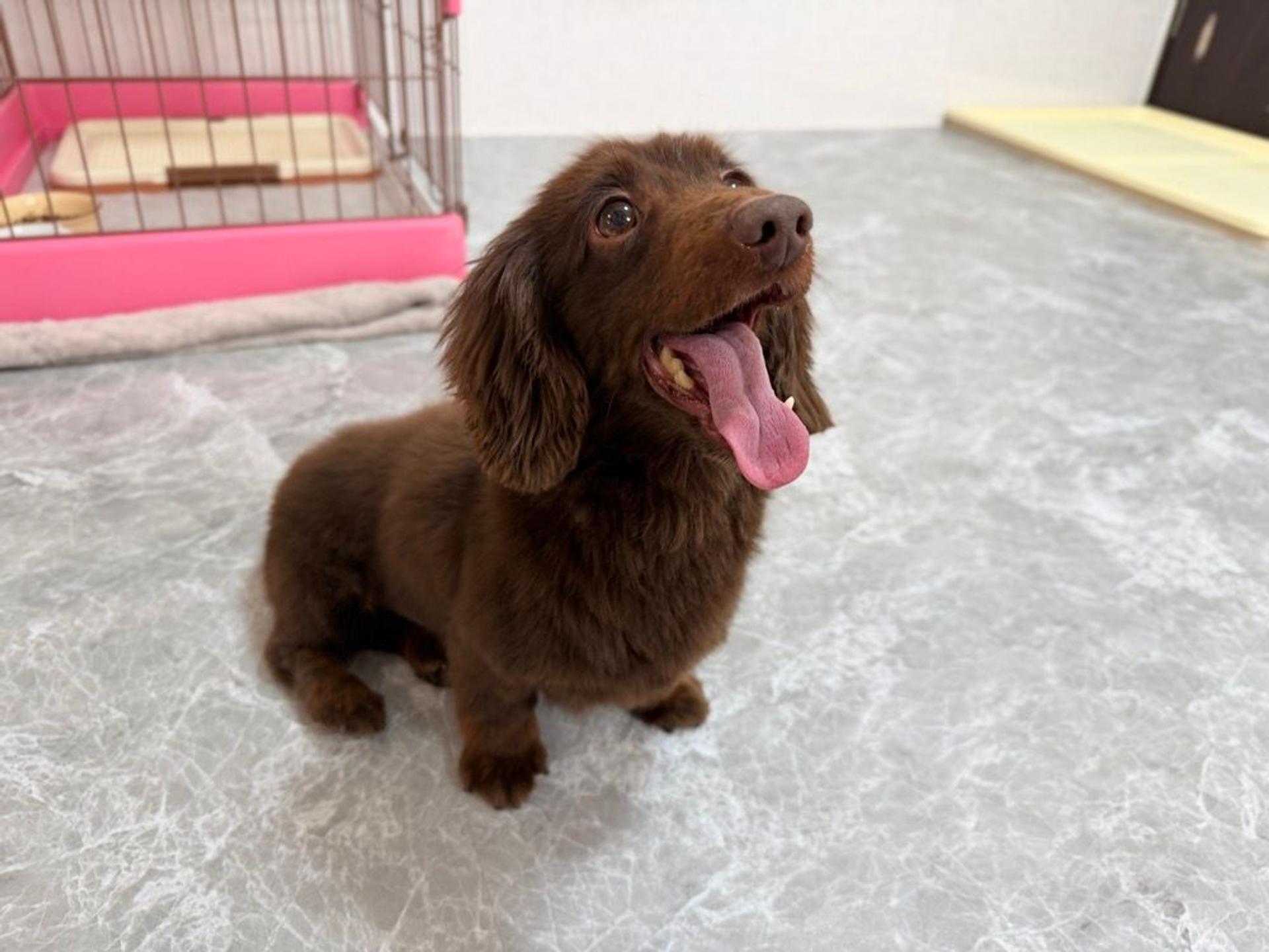 pet-image-3