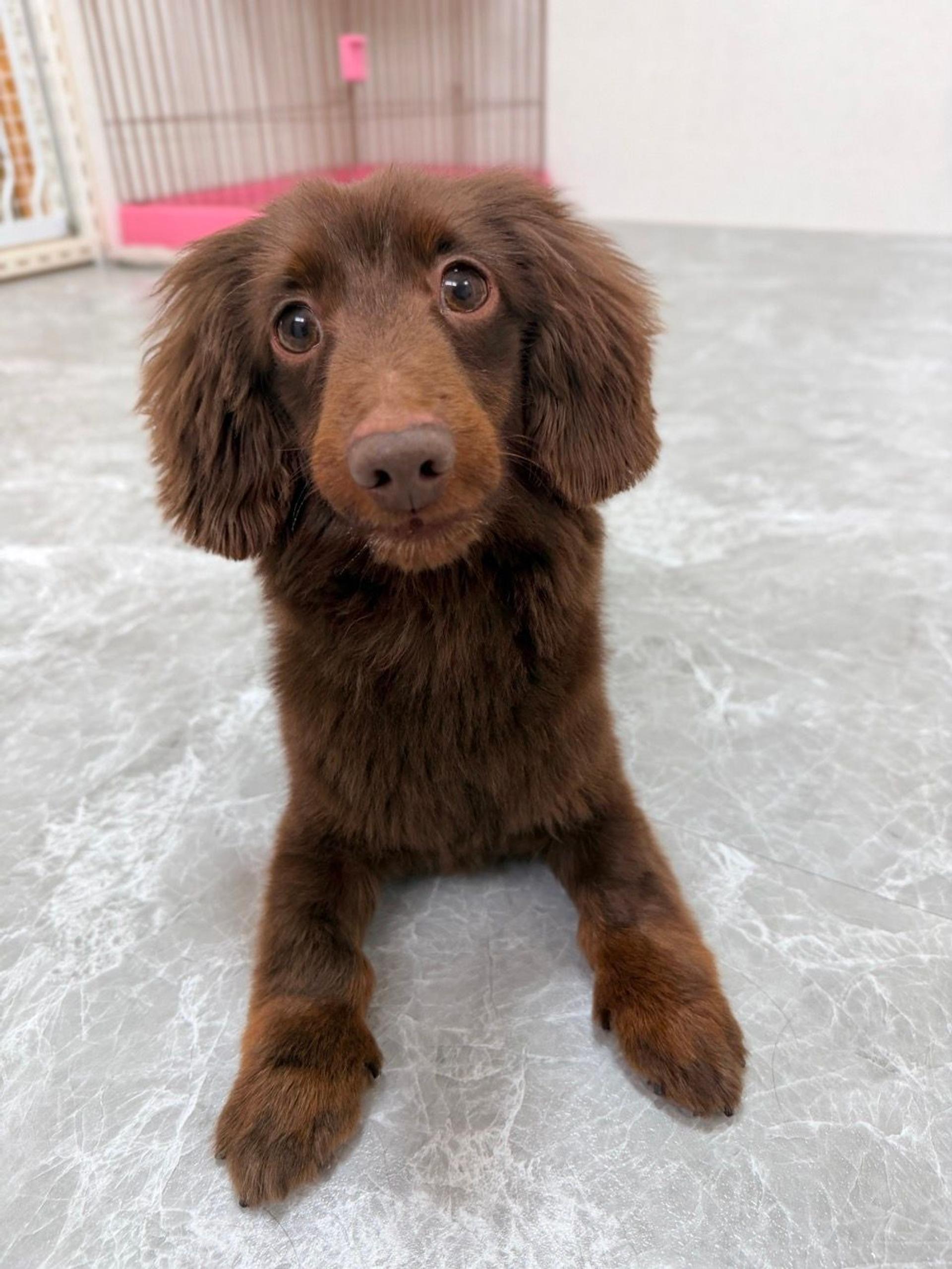 pet-image-5
