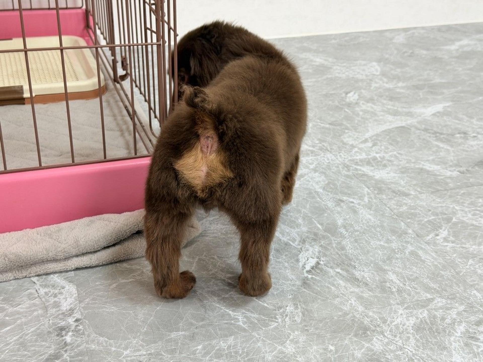 pet-image-8