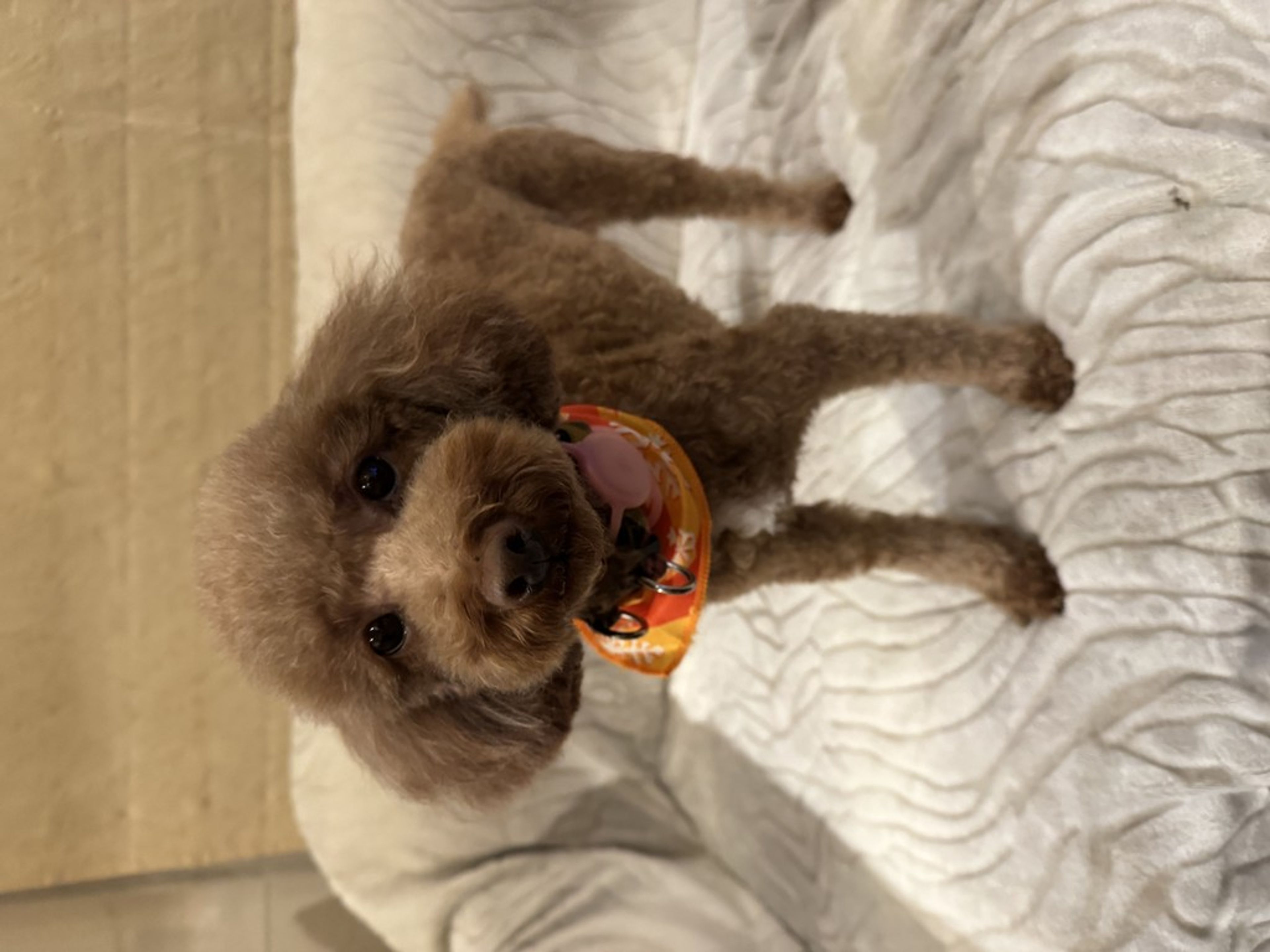 トイプードル・メスの里親募集の写真