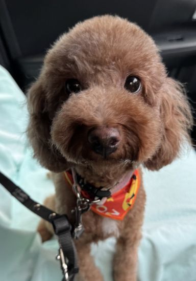 トイプードル・メスの里親募集の写真