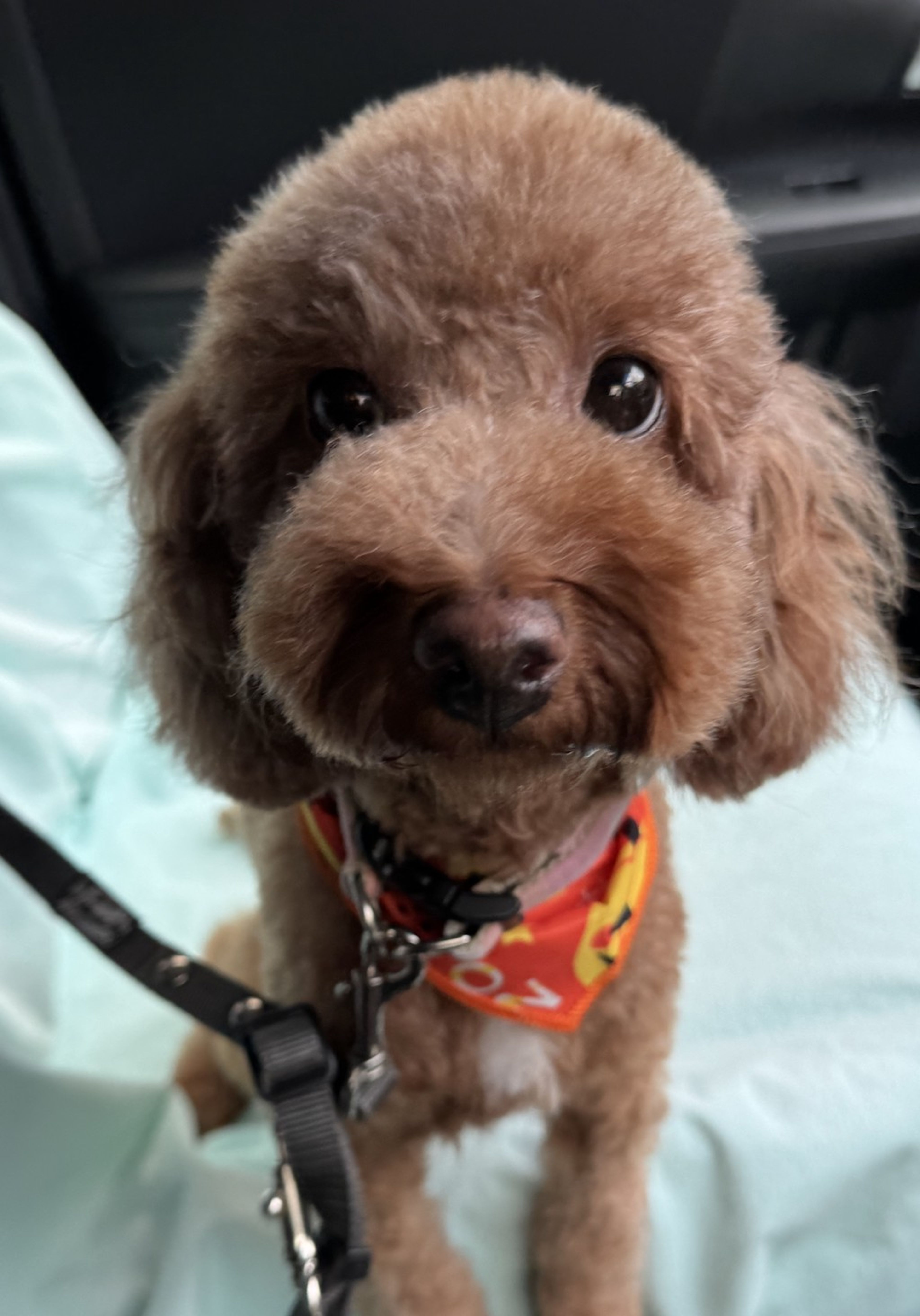 トイプードル・メスの里親募集の写真