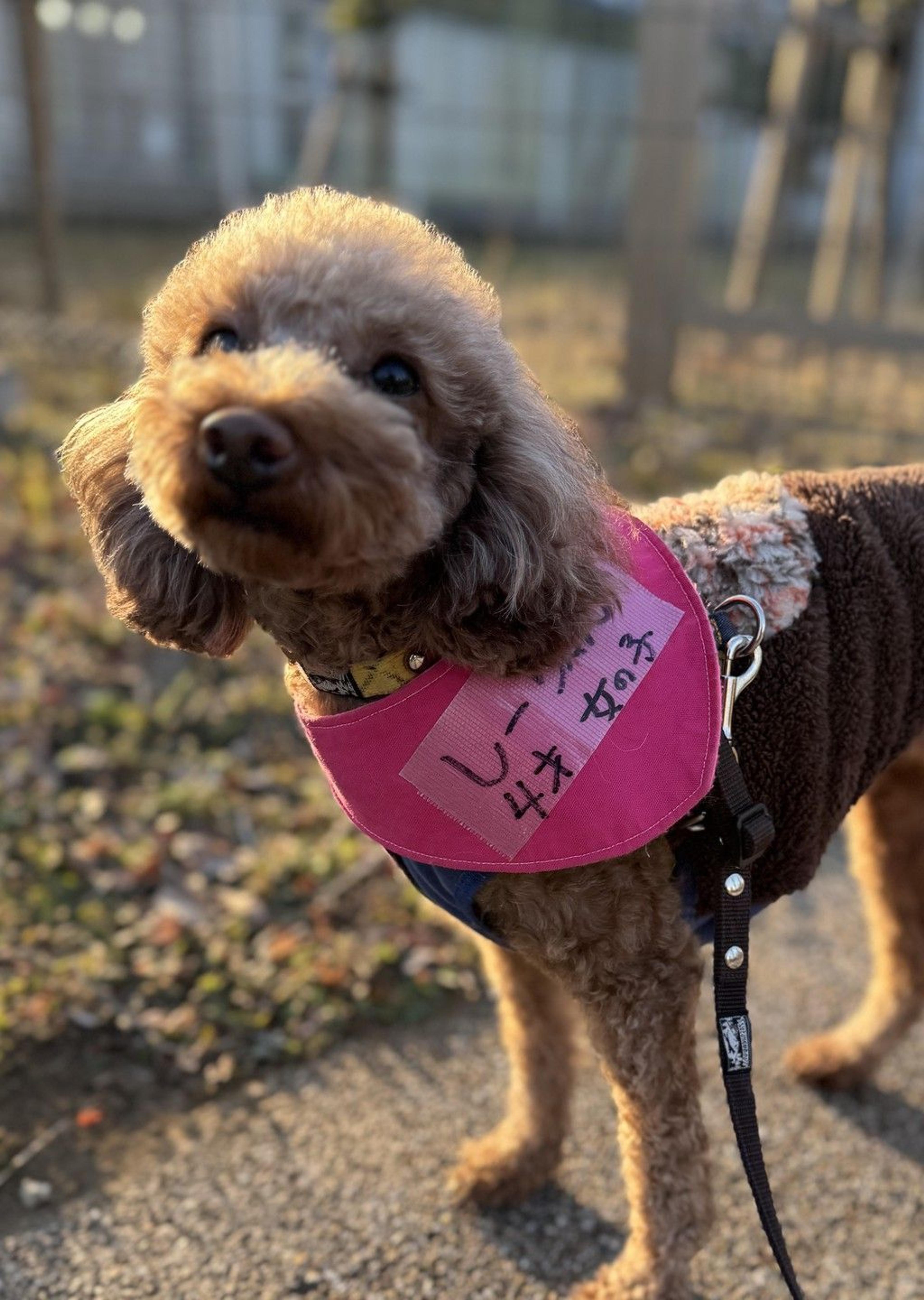 pet-image-2