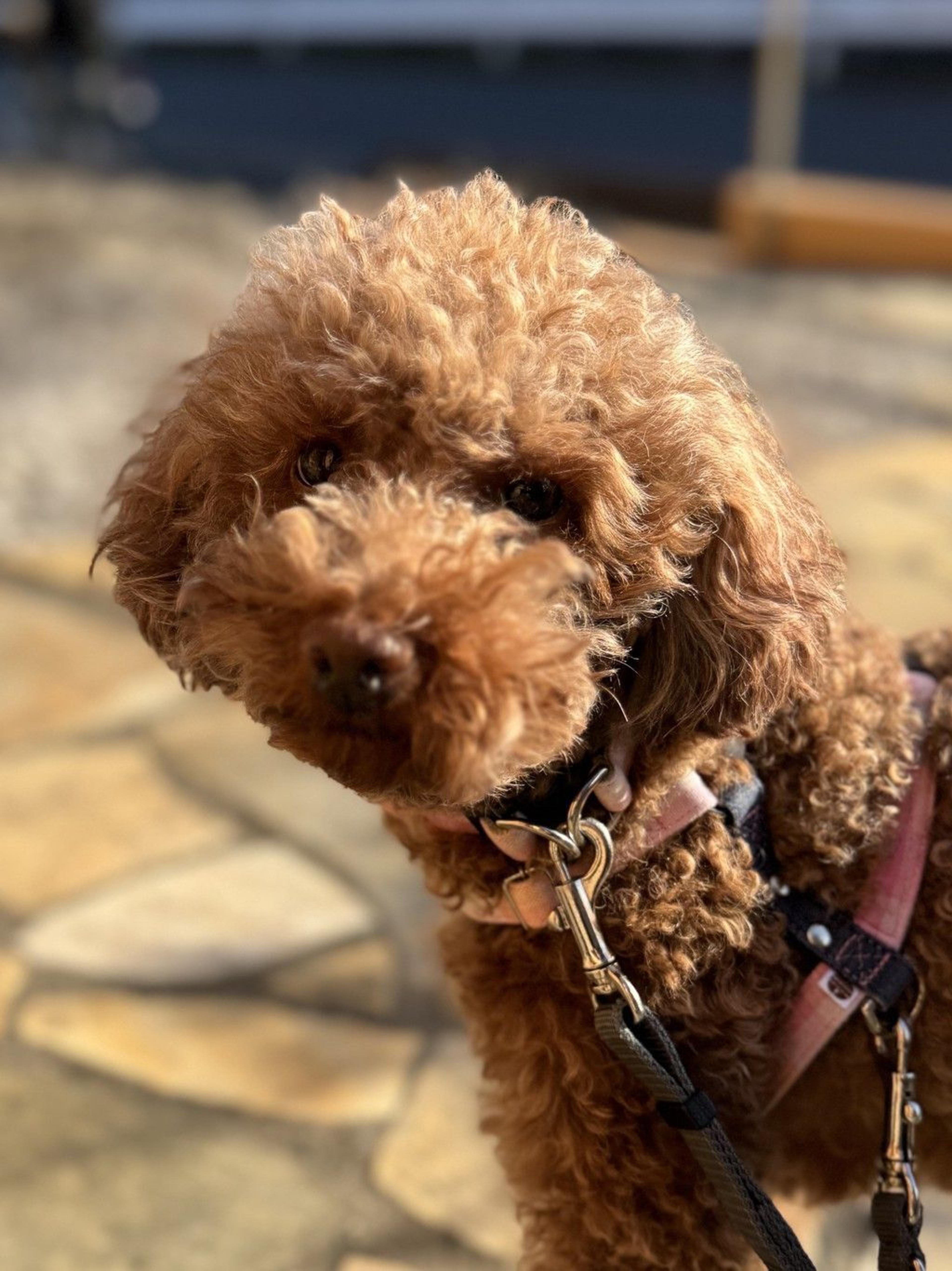pet-image-3