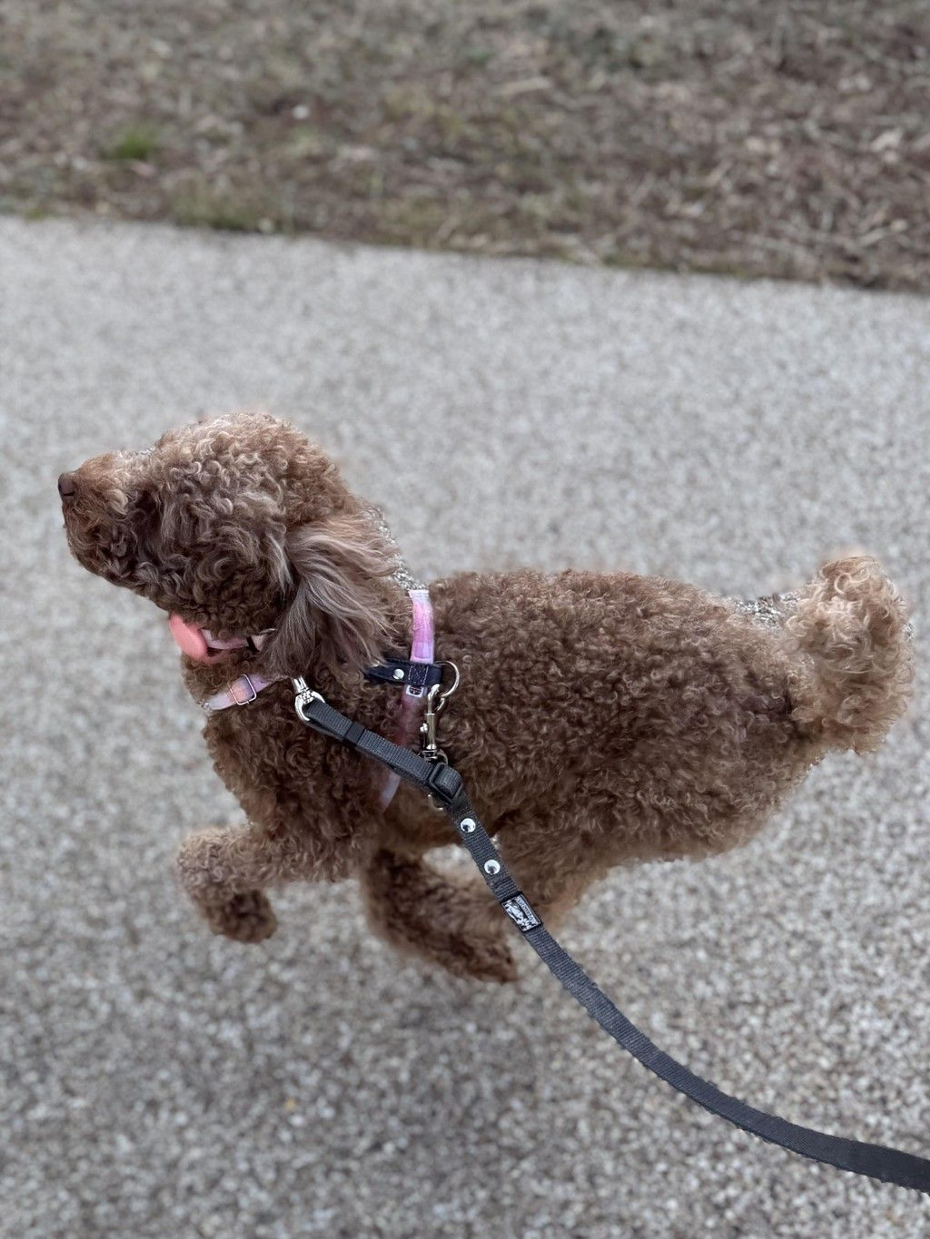 pet-image-4
