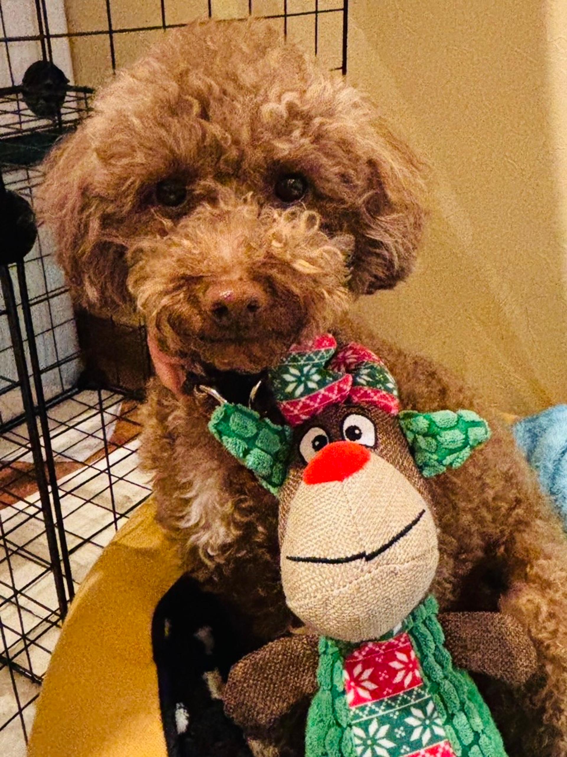 pet-image-5