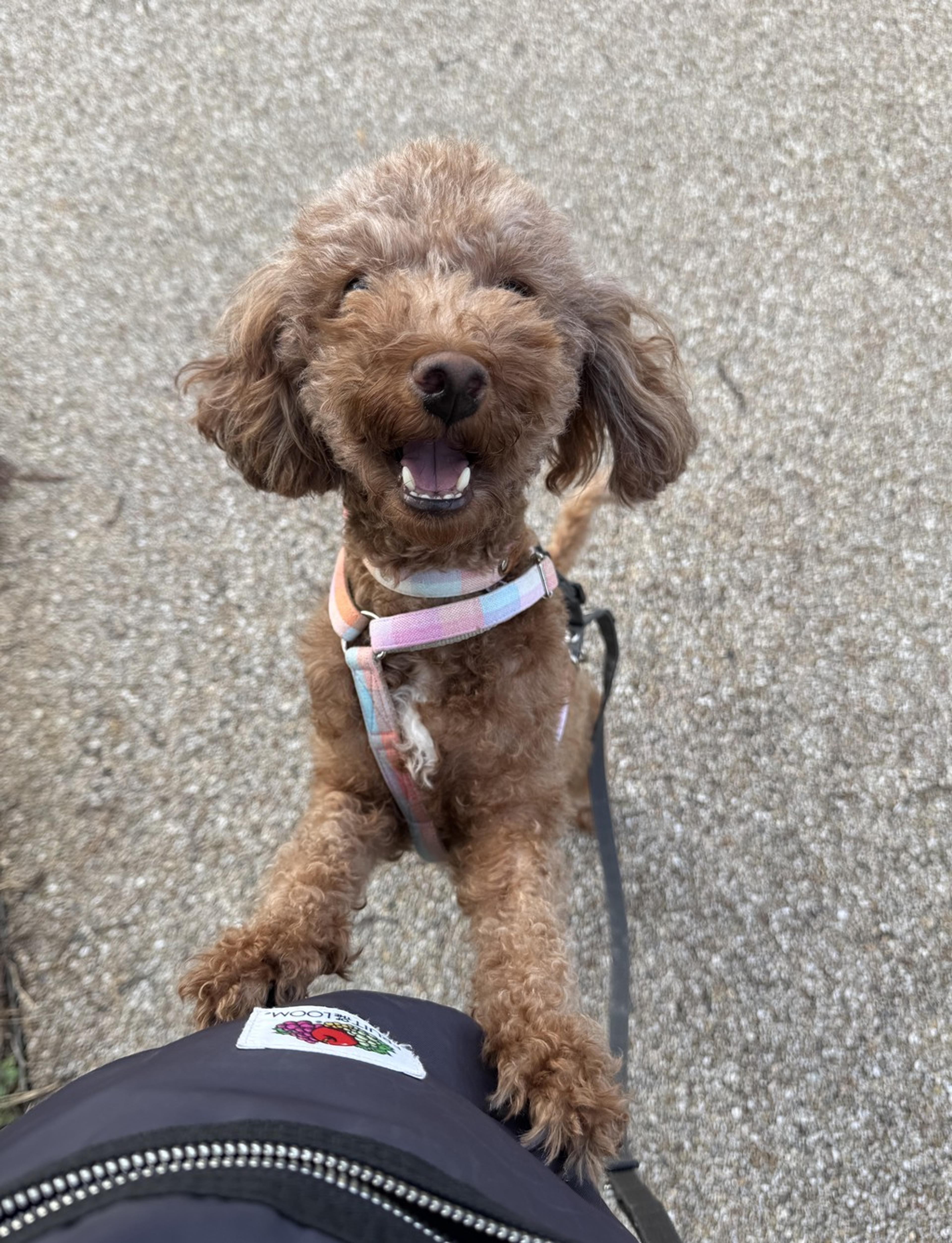 pet-image-6