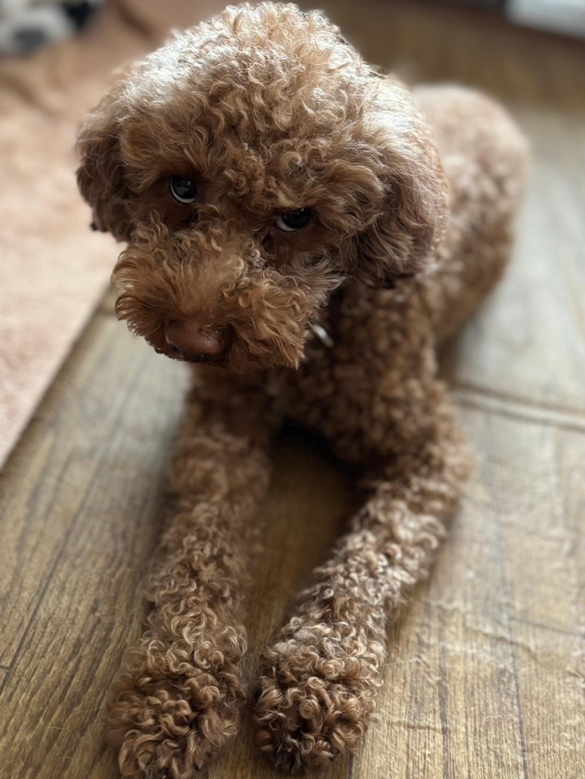 pet-image-7
