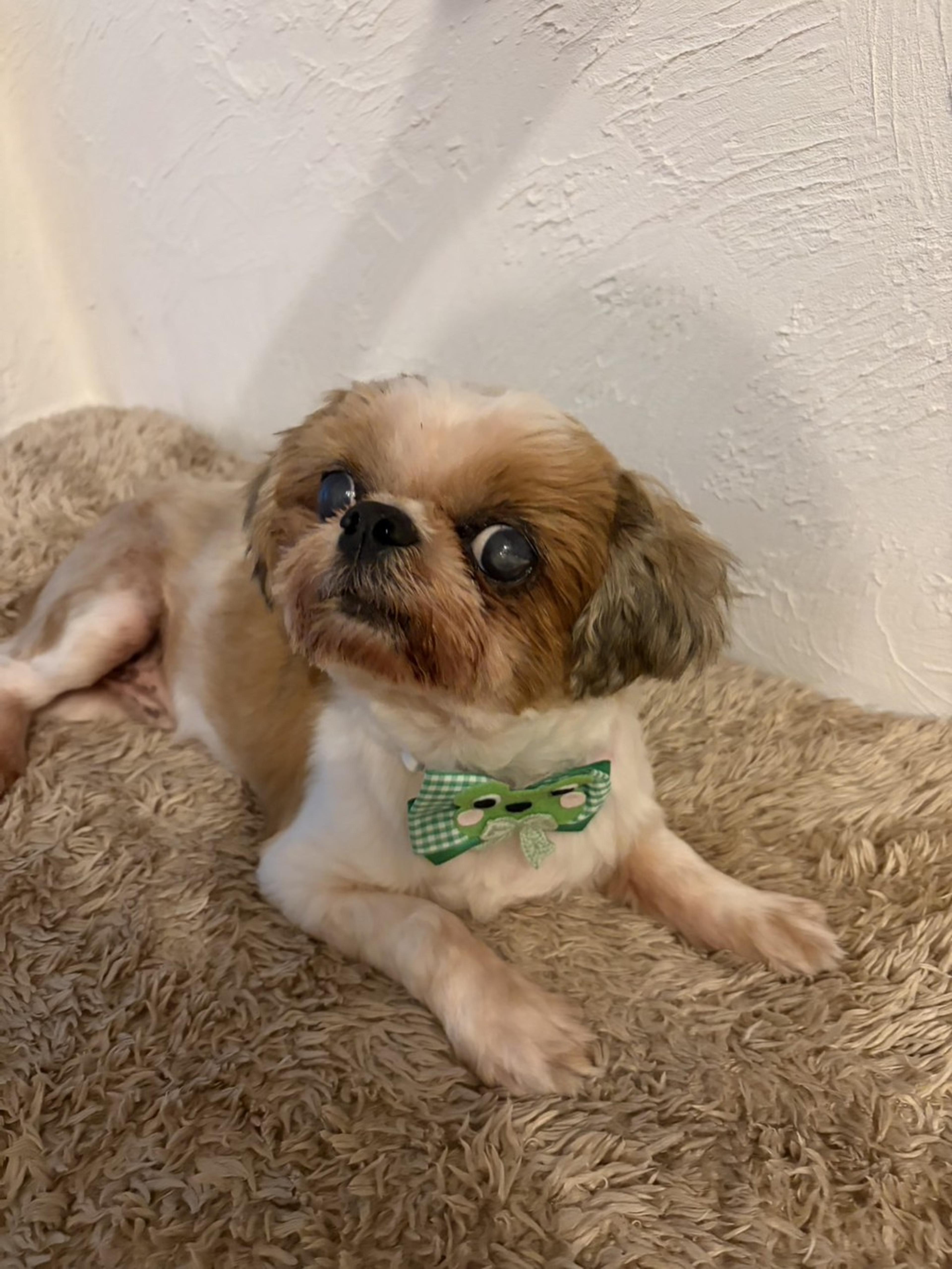 pet-image-2