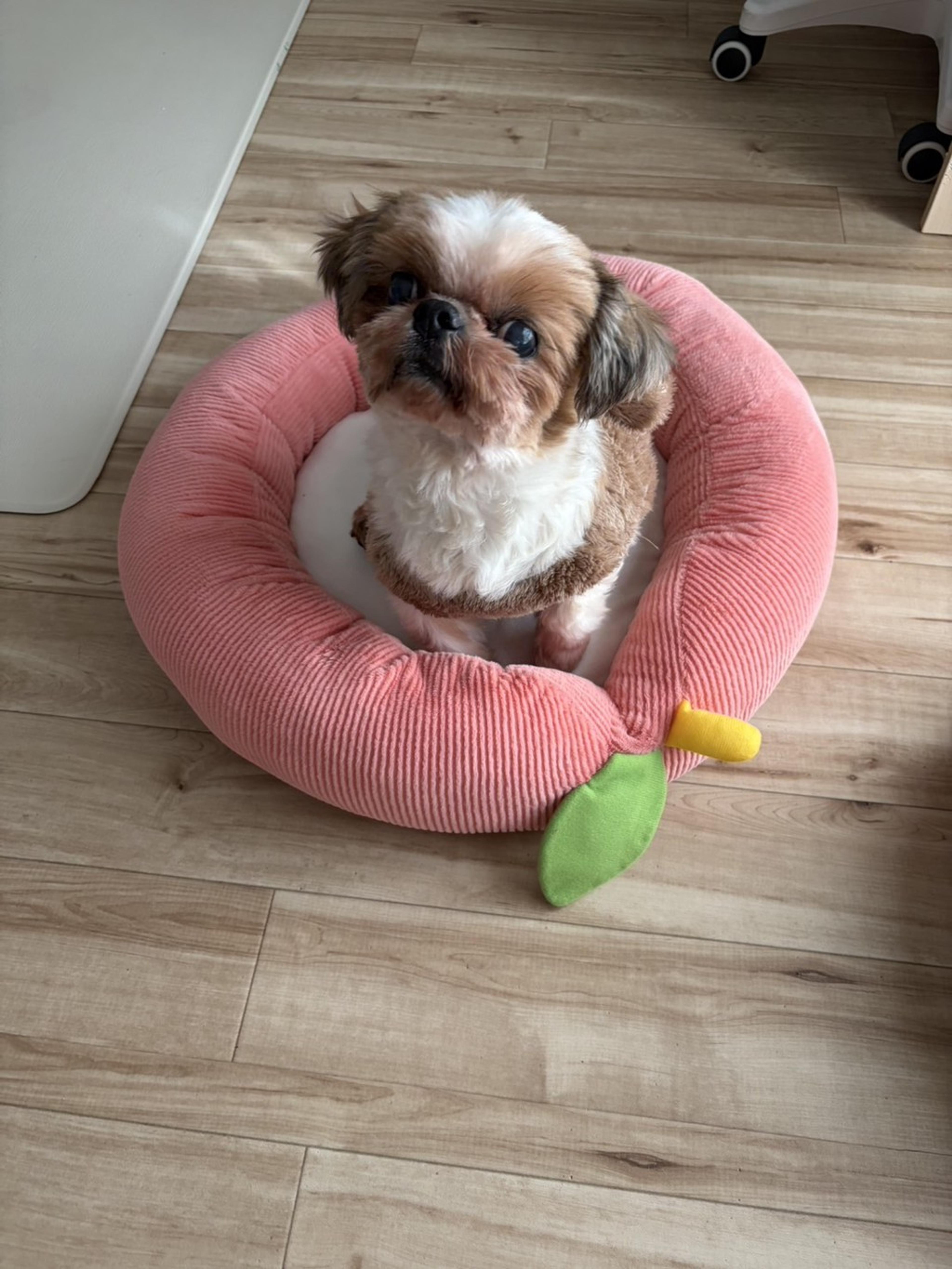 pet-image-3