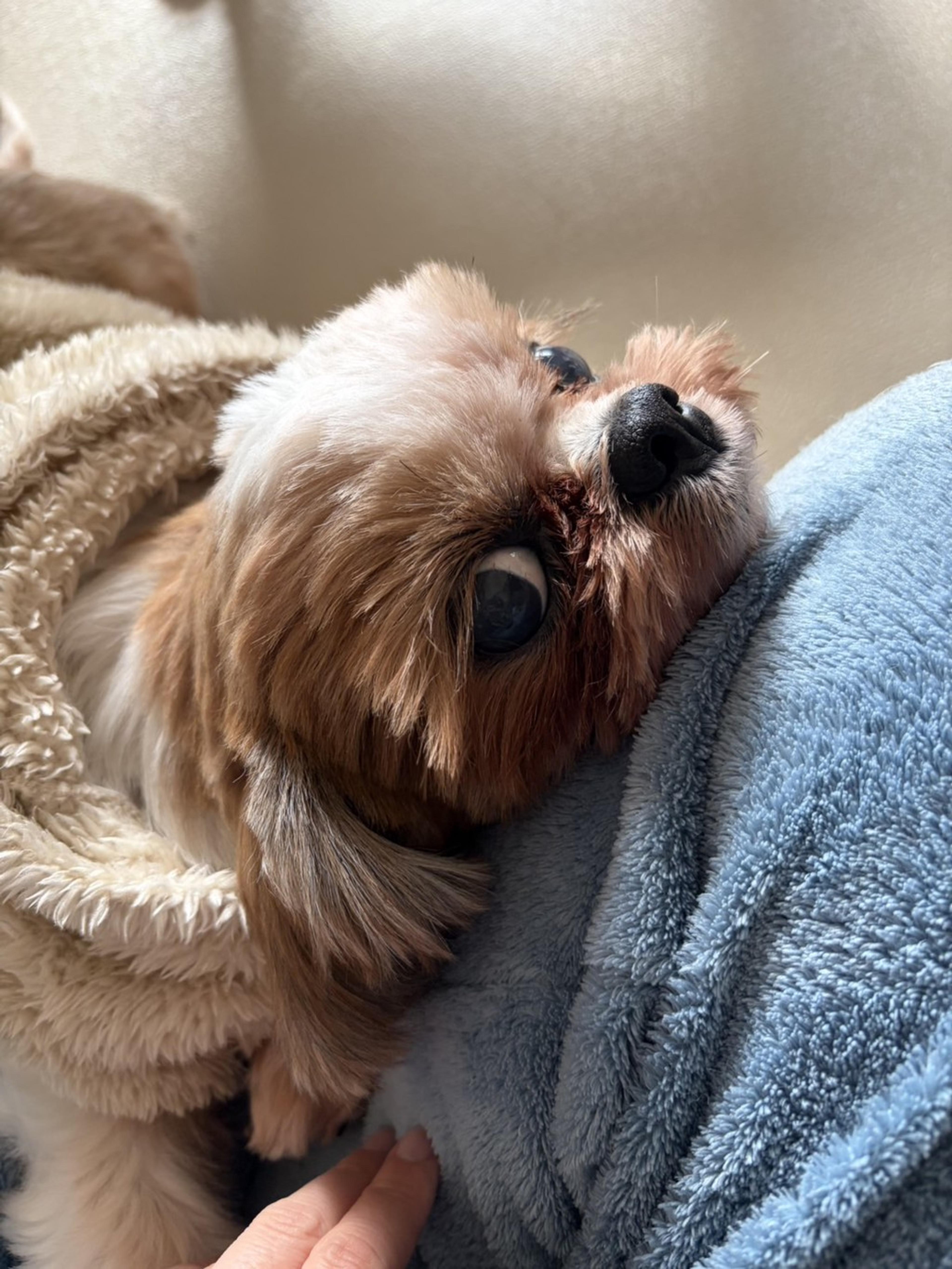 pet-image-4