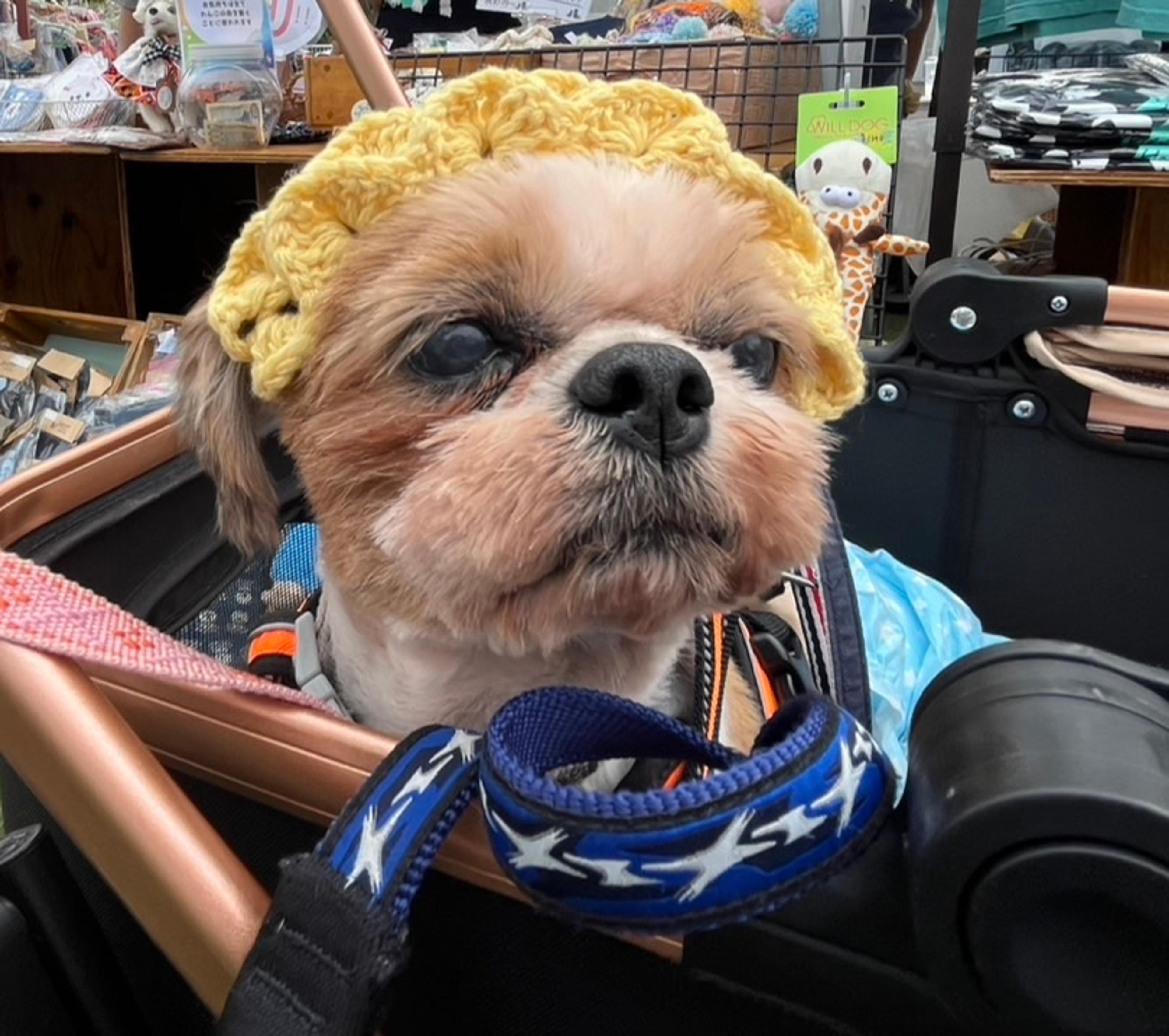 pet-image-5