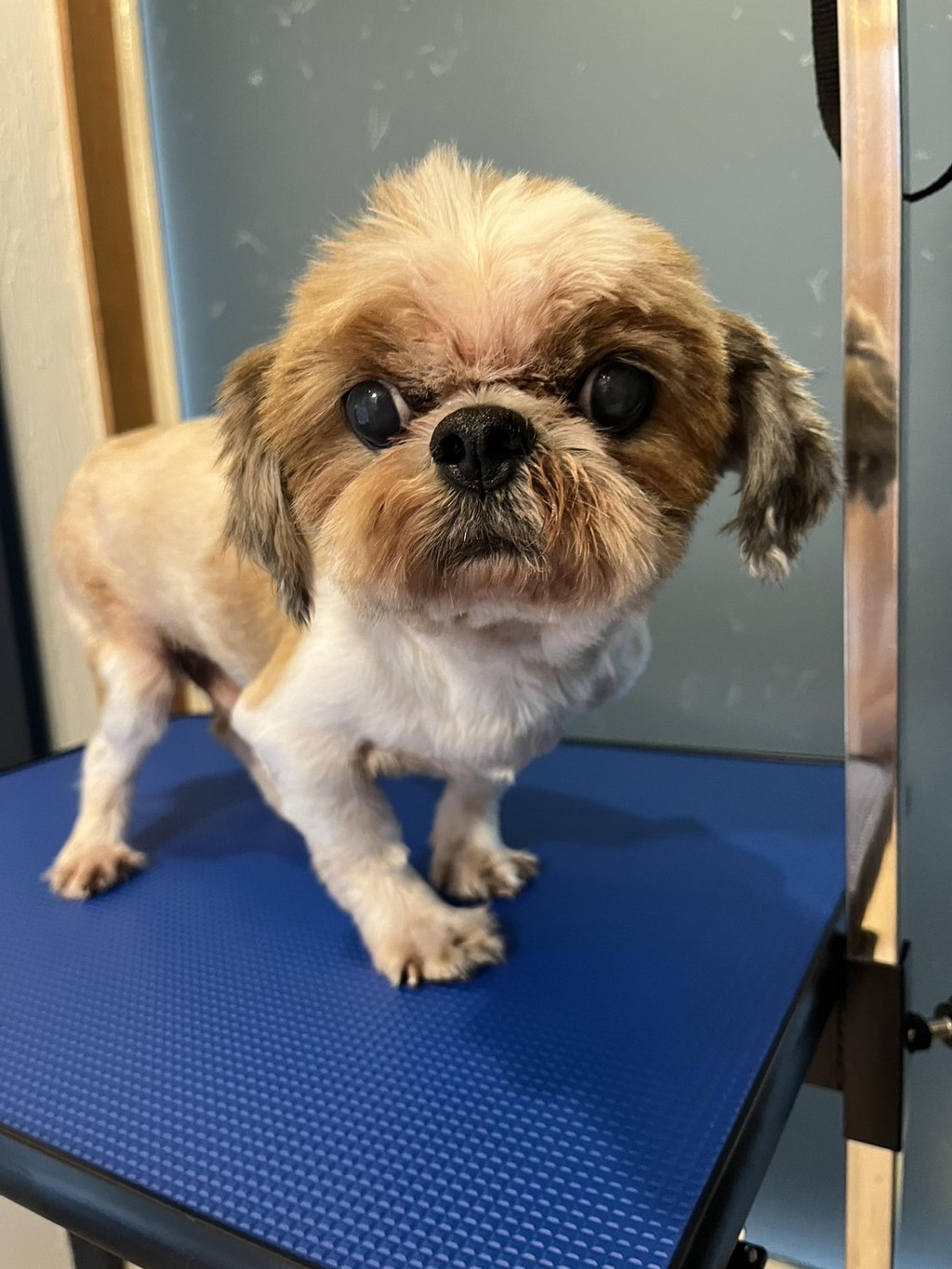 pet-image-6