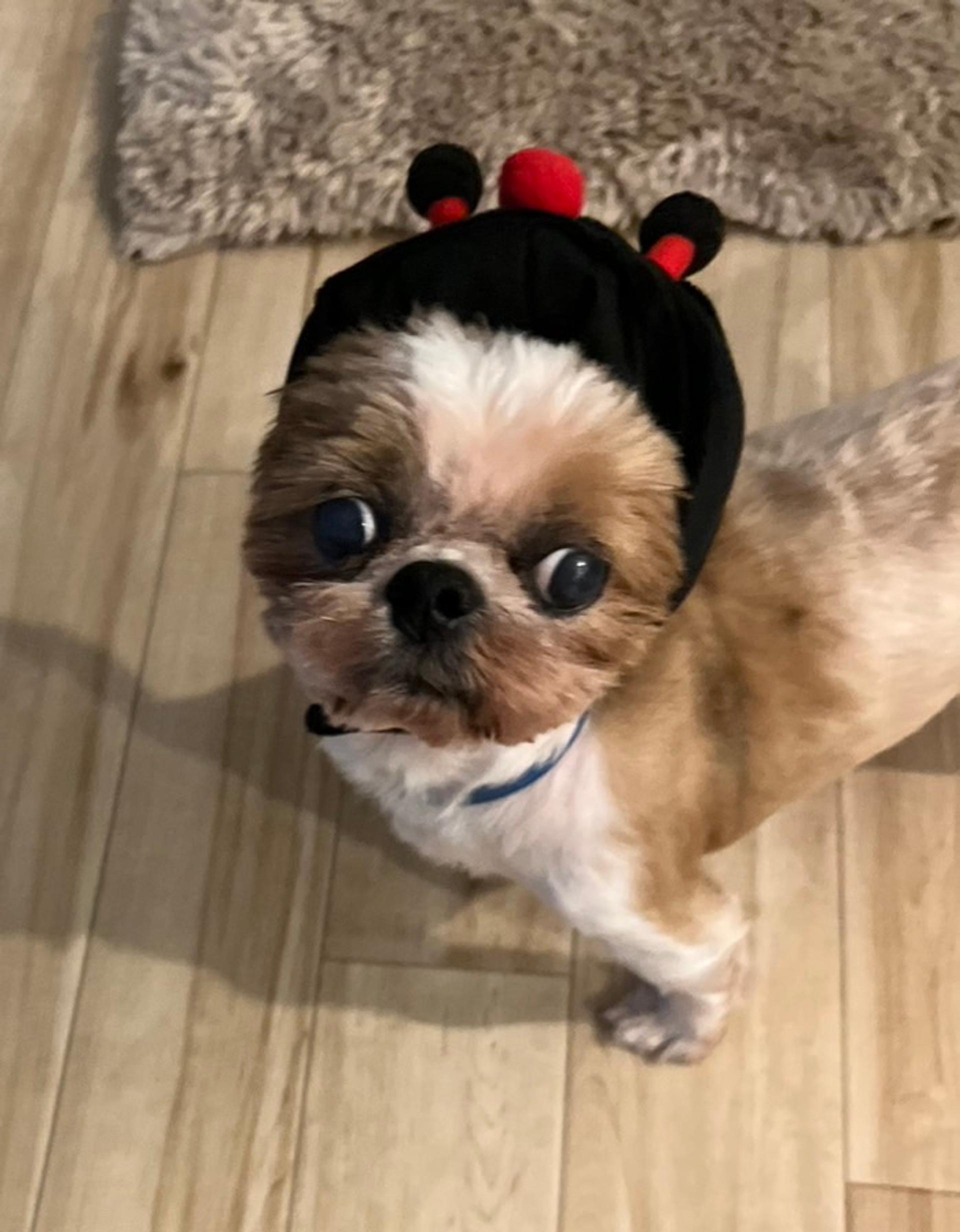pet-image-7