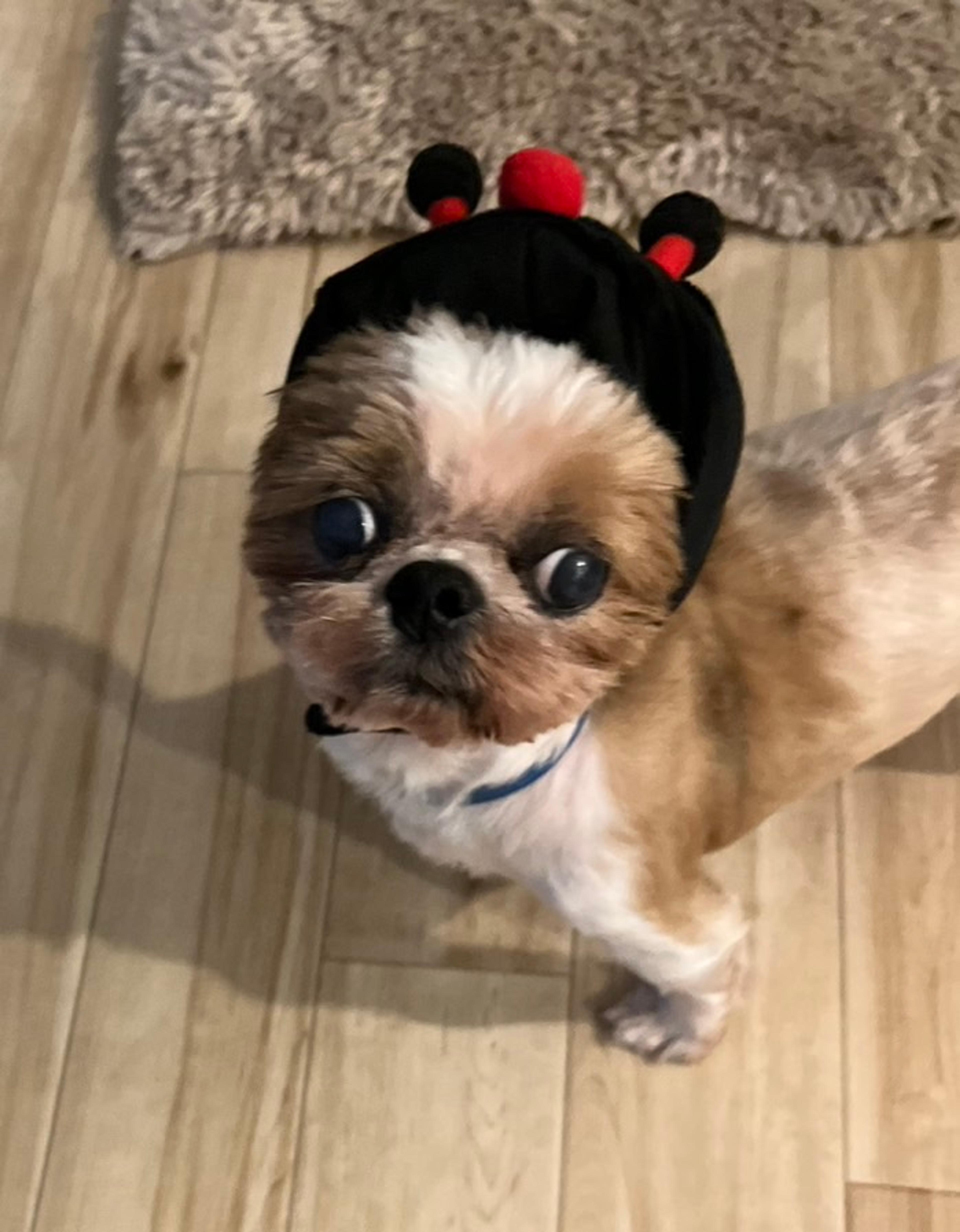pet-image-7
