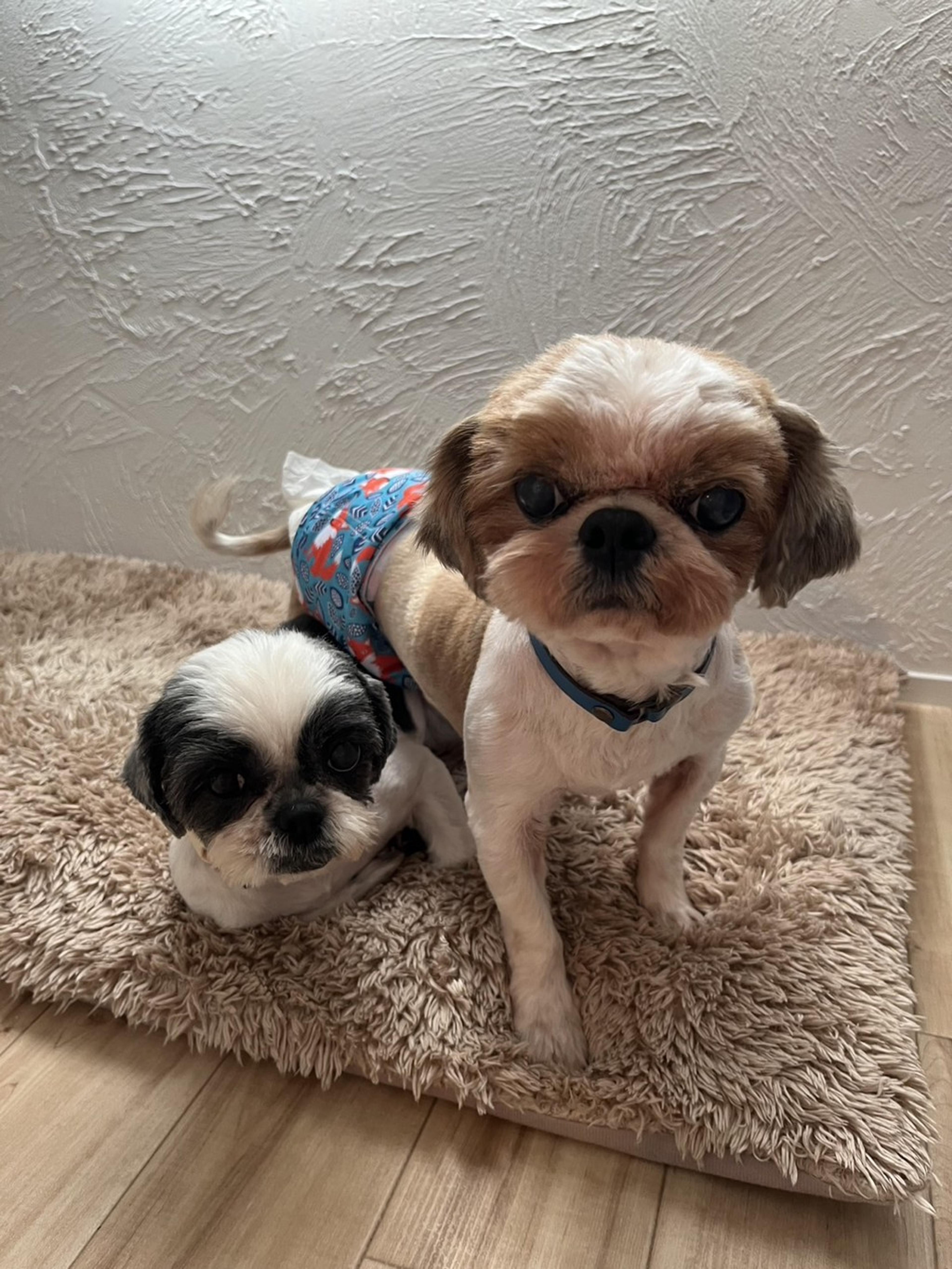 pet-image-8