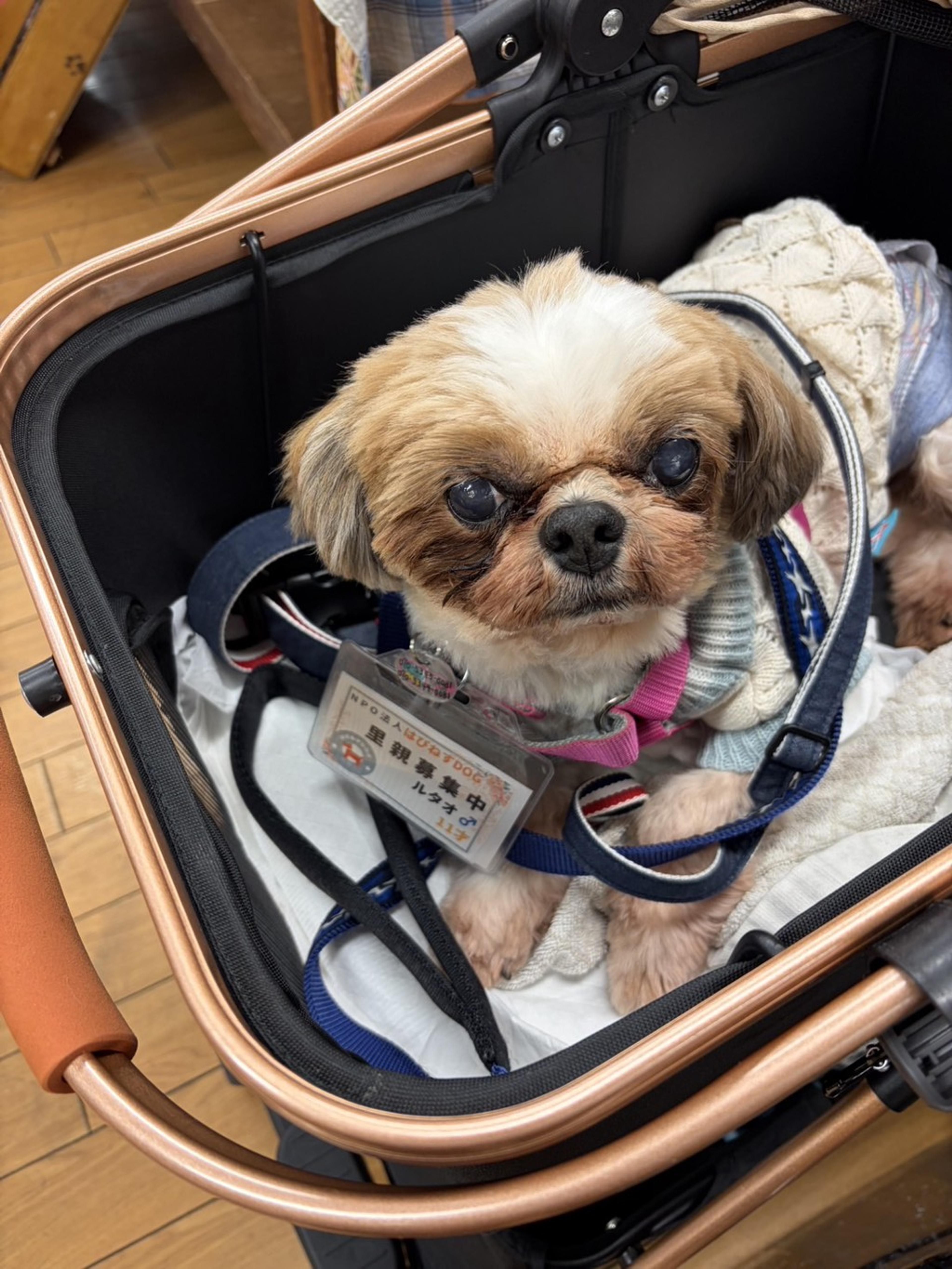 pet-image-9