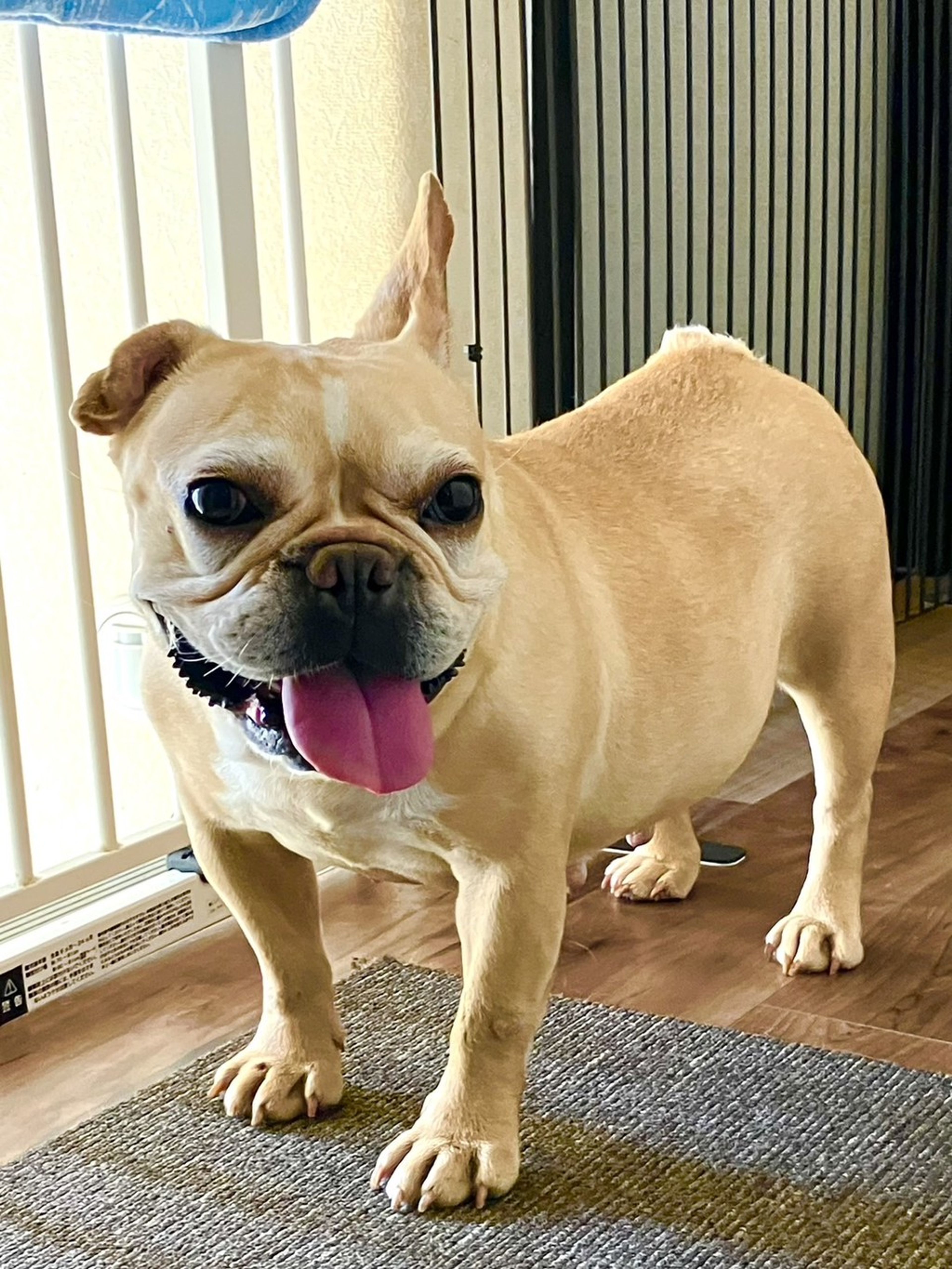 フレンチ・ブルドッグ・メスの里親募集の写真