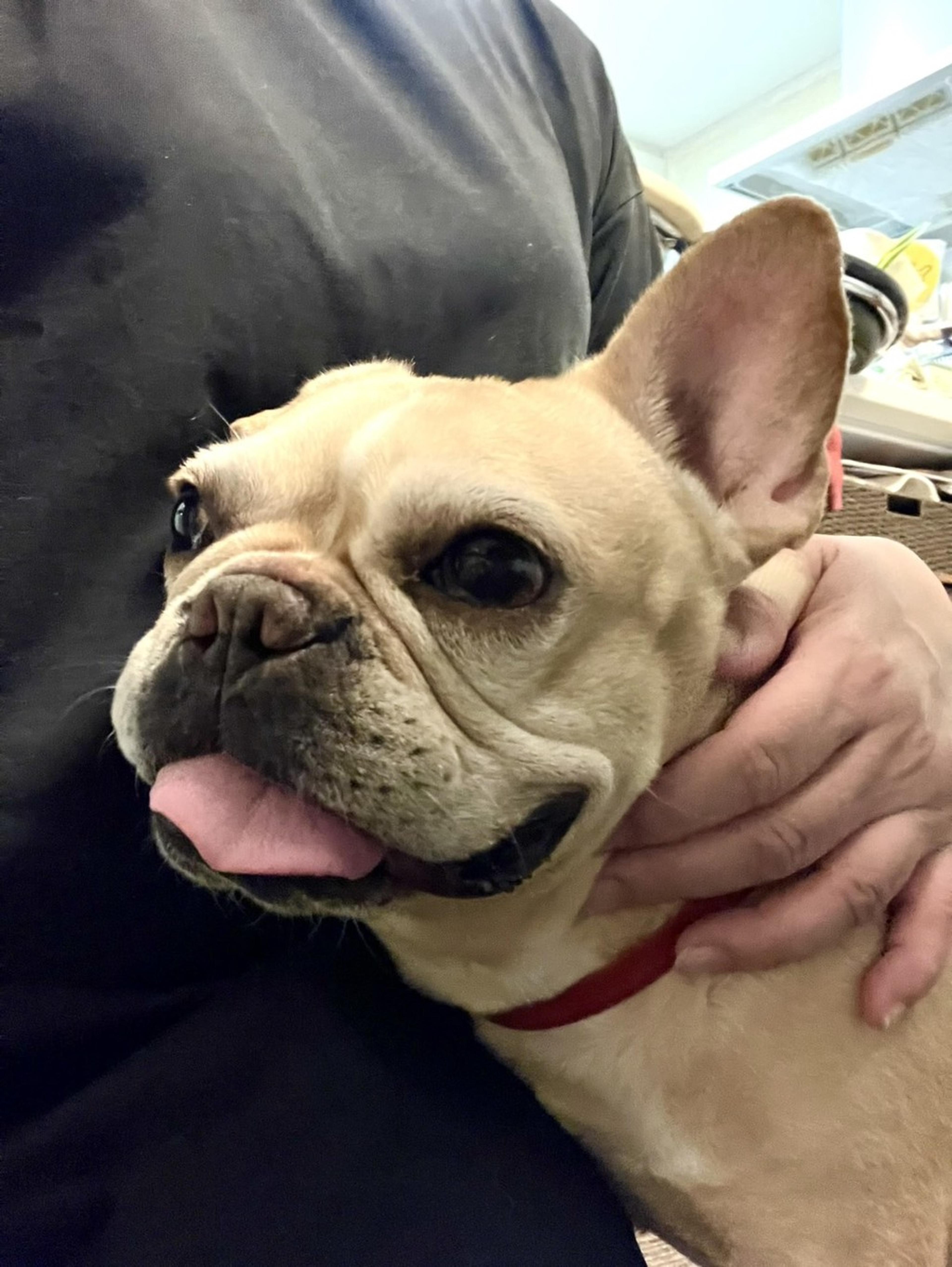pet-image-3
