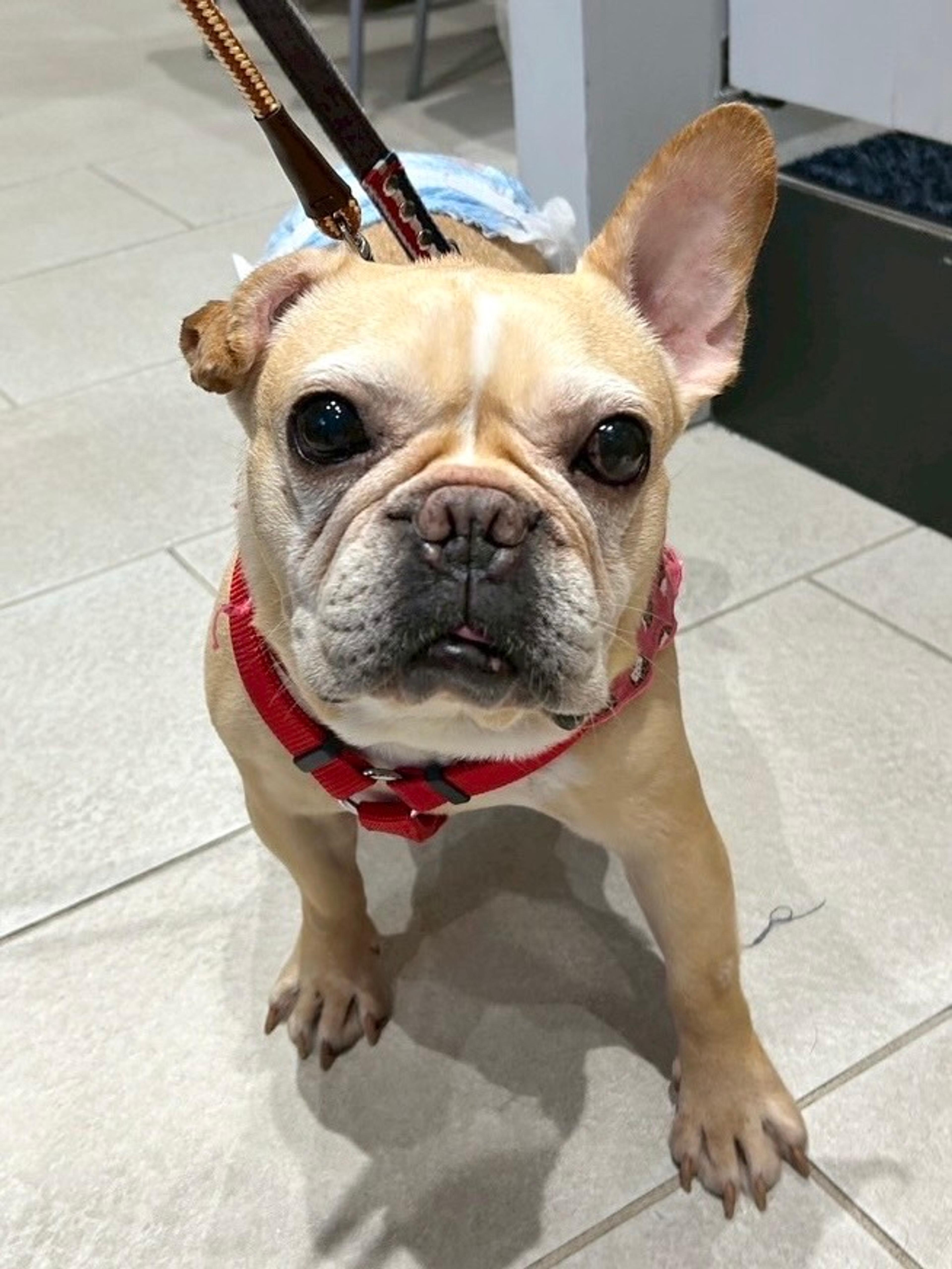pet-image-4