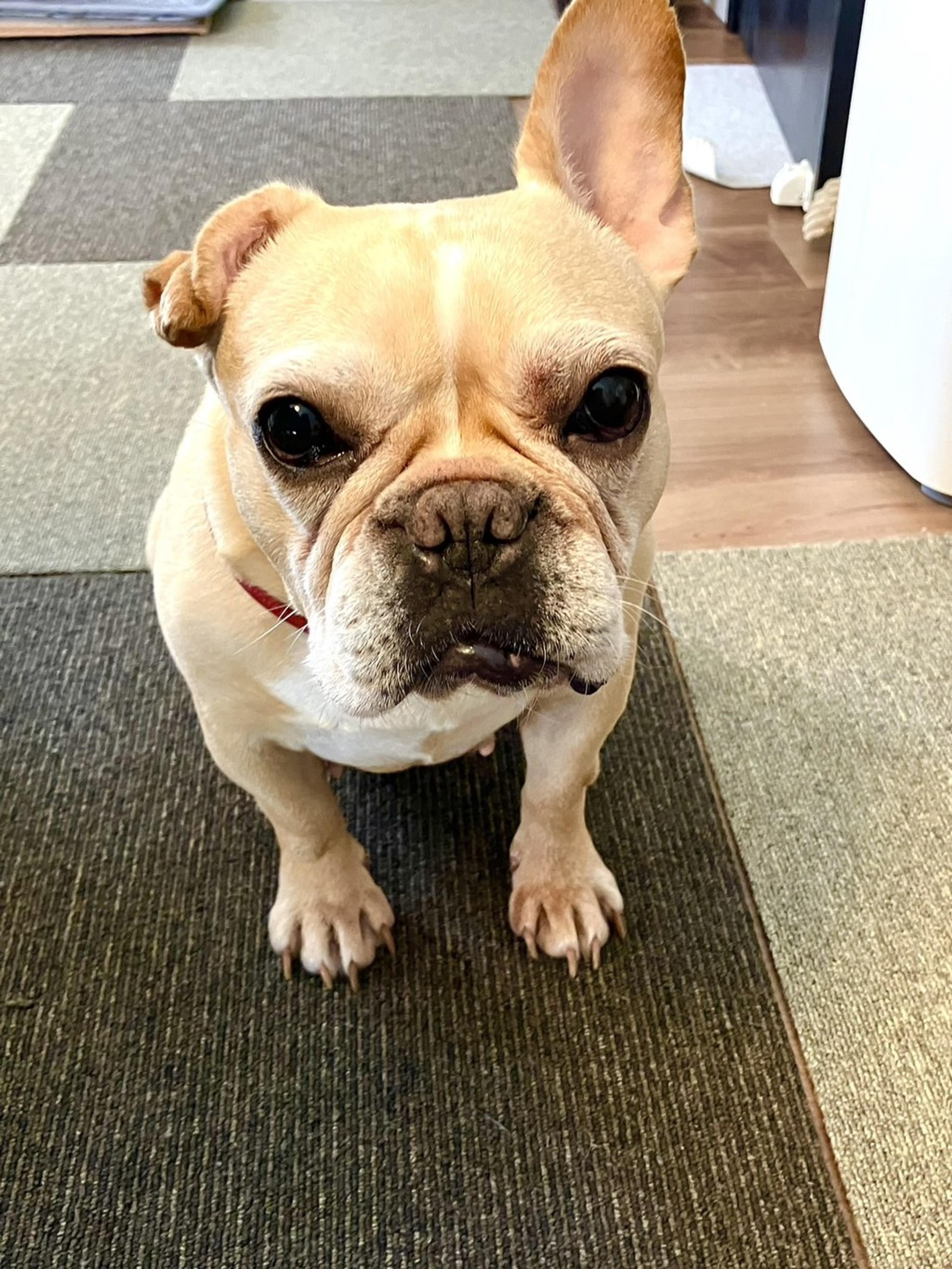 pet-image-5