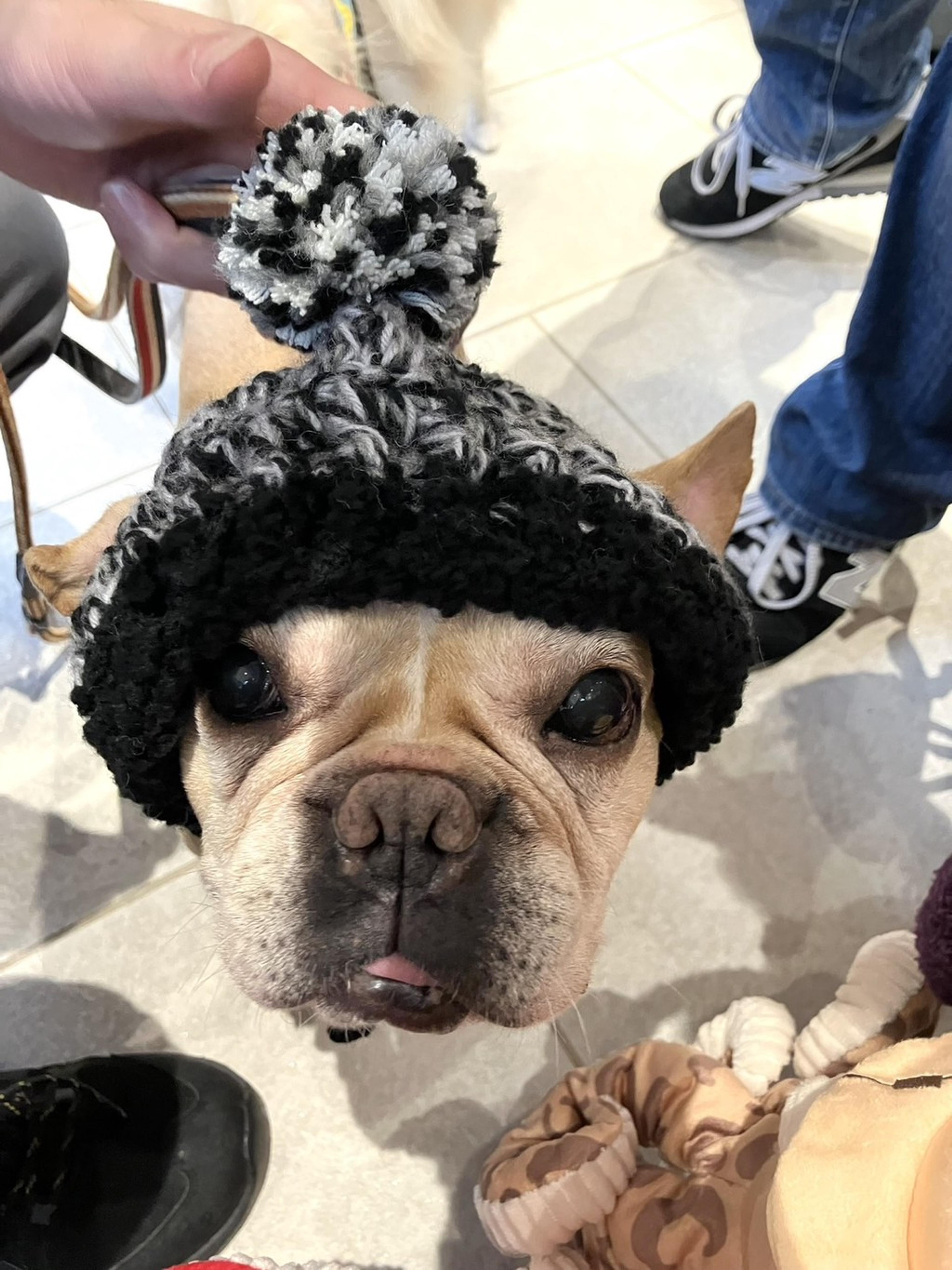 pet-image-7