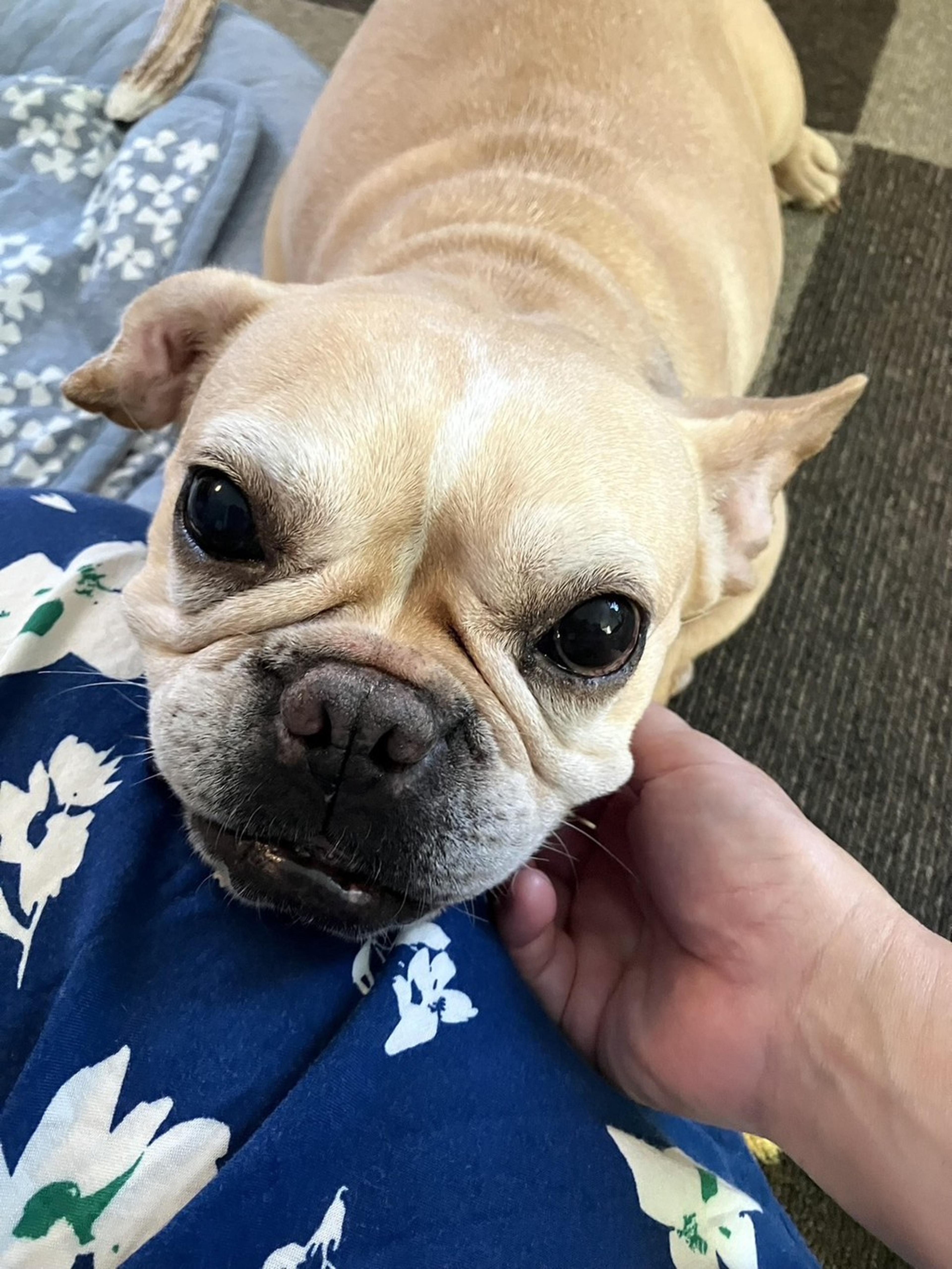 pet-image-8