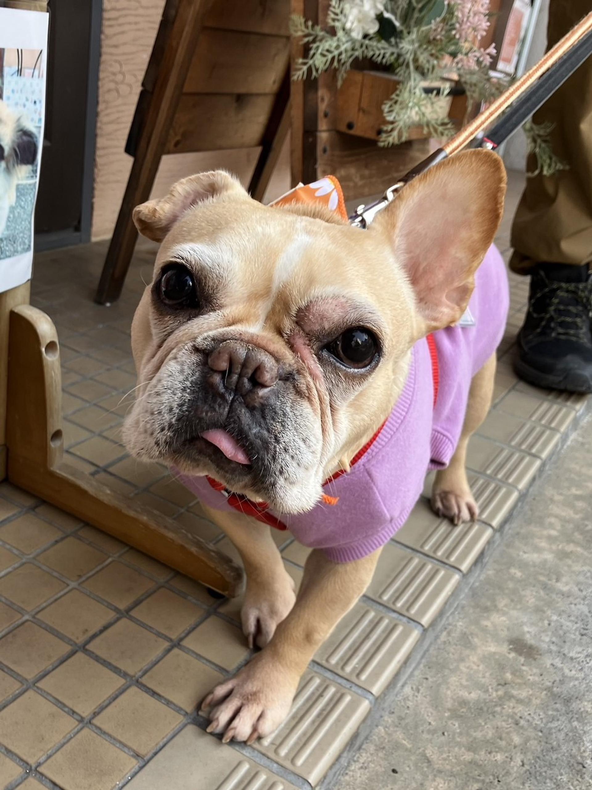 pet-image-10