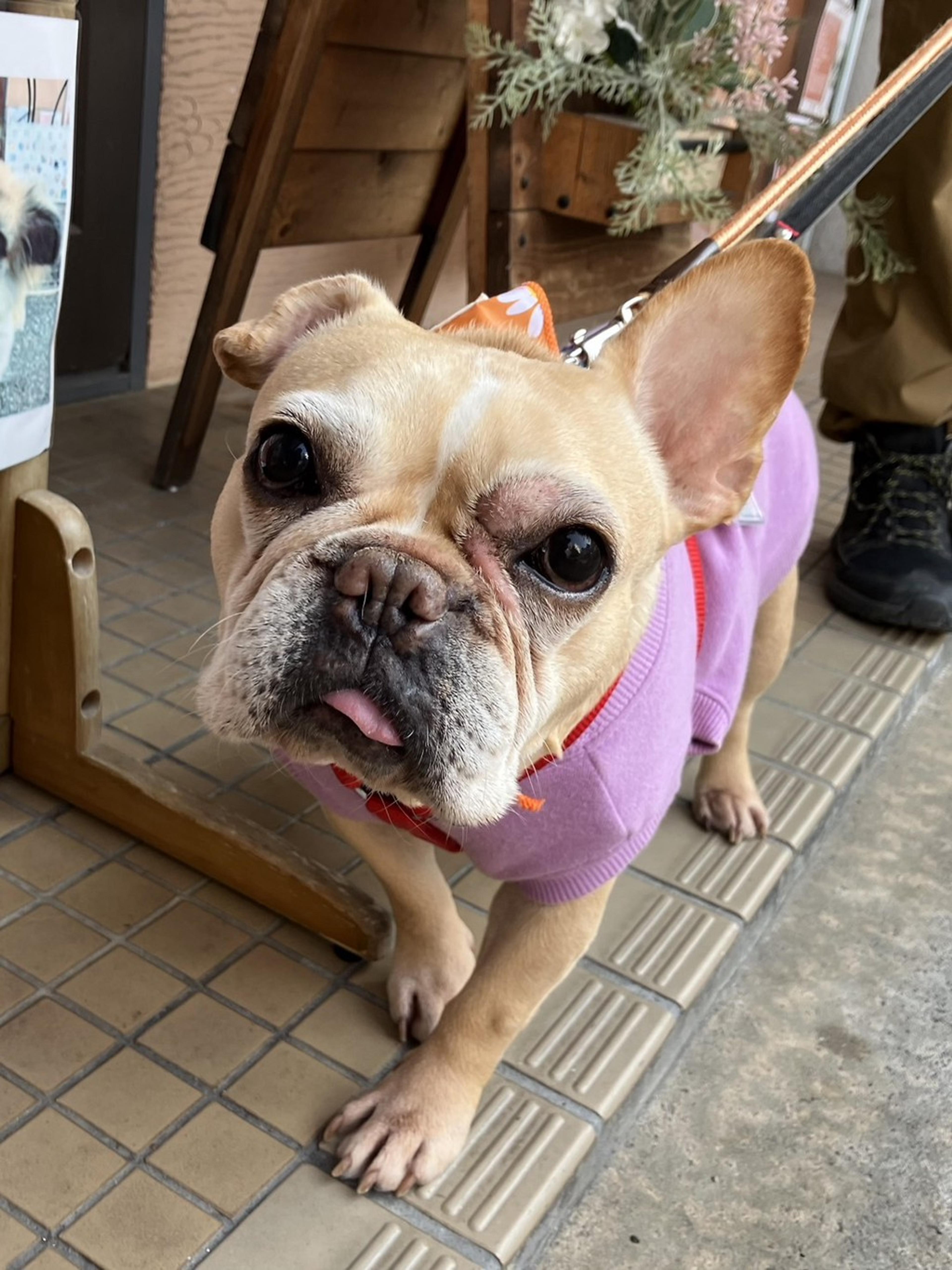 pet-image-10