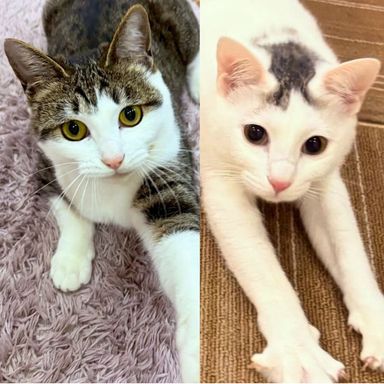 雑種（ミックス犬）・メスの里親募集の写真