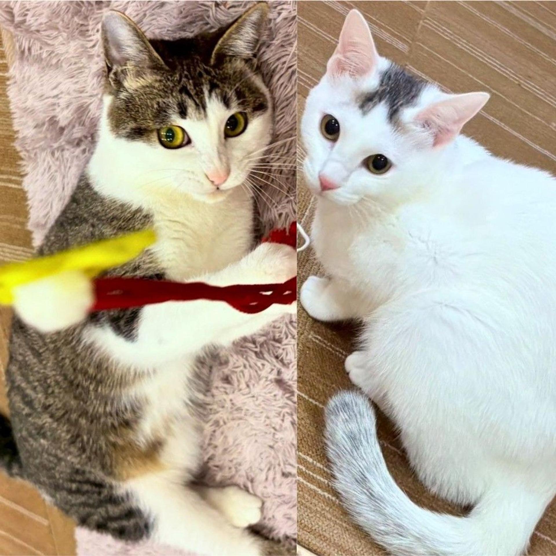 pet-image-2