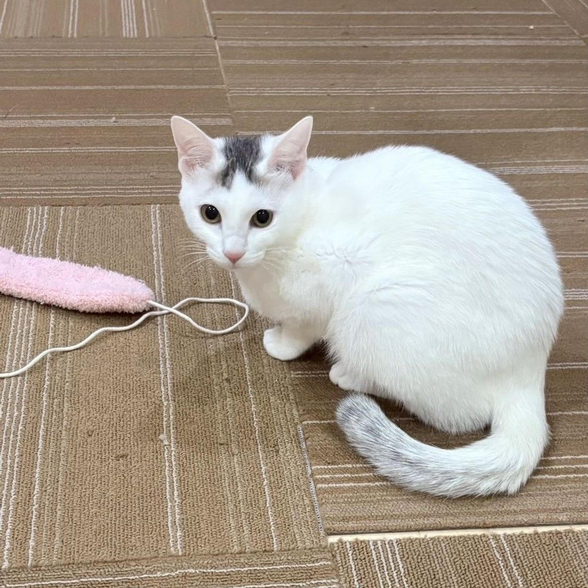 pet-image-5