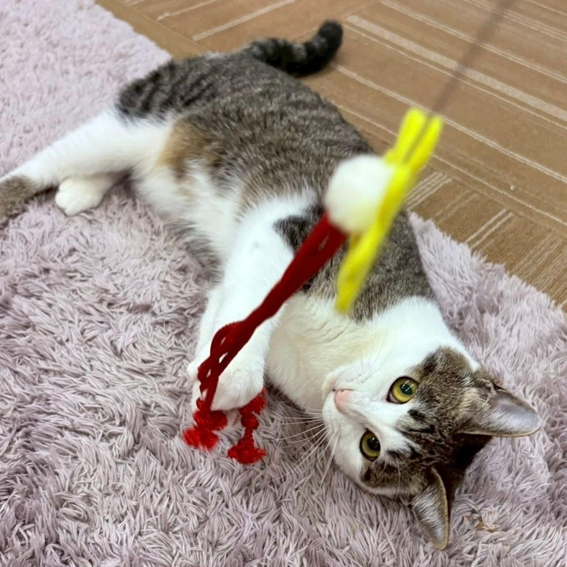 pet-image-8