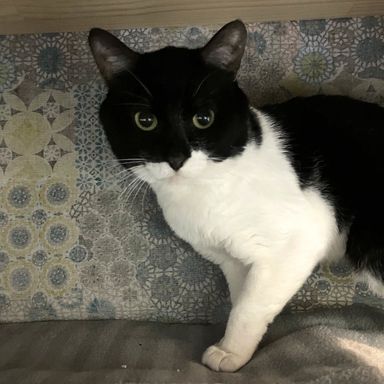 雑種（ミックス猫）・オスの里親募集の写真