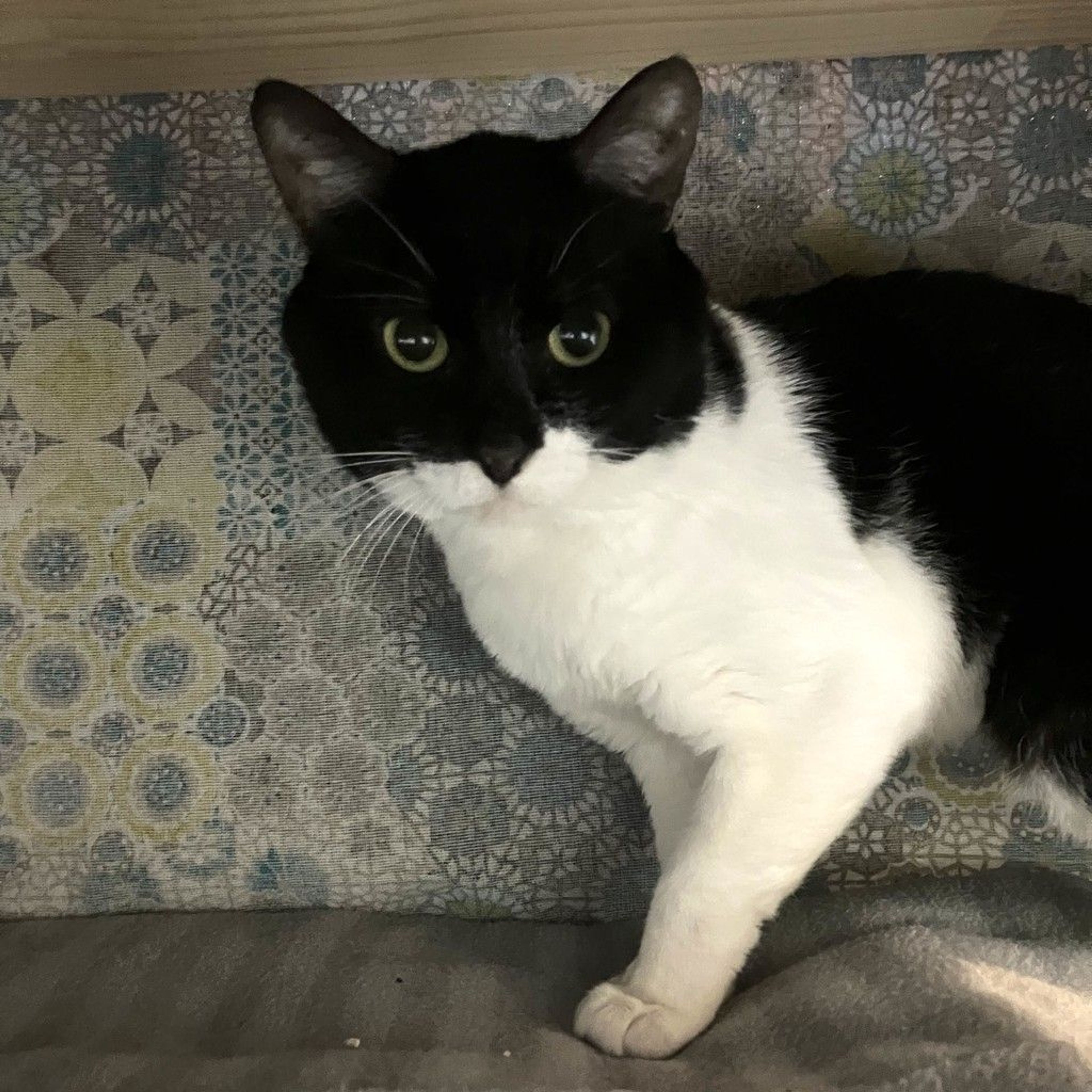 雑種（ミックス猫）・オスの里親募集の写真