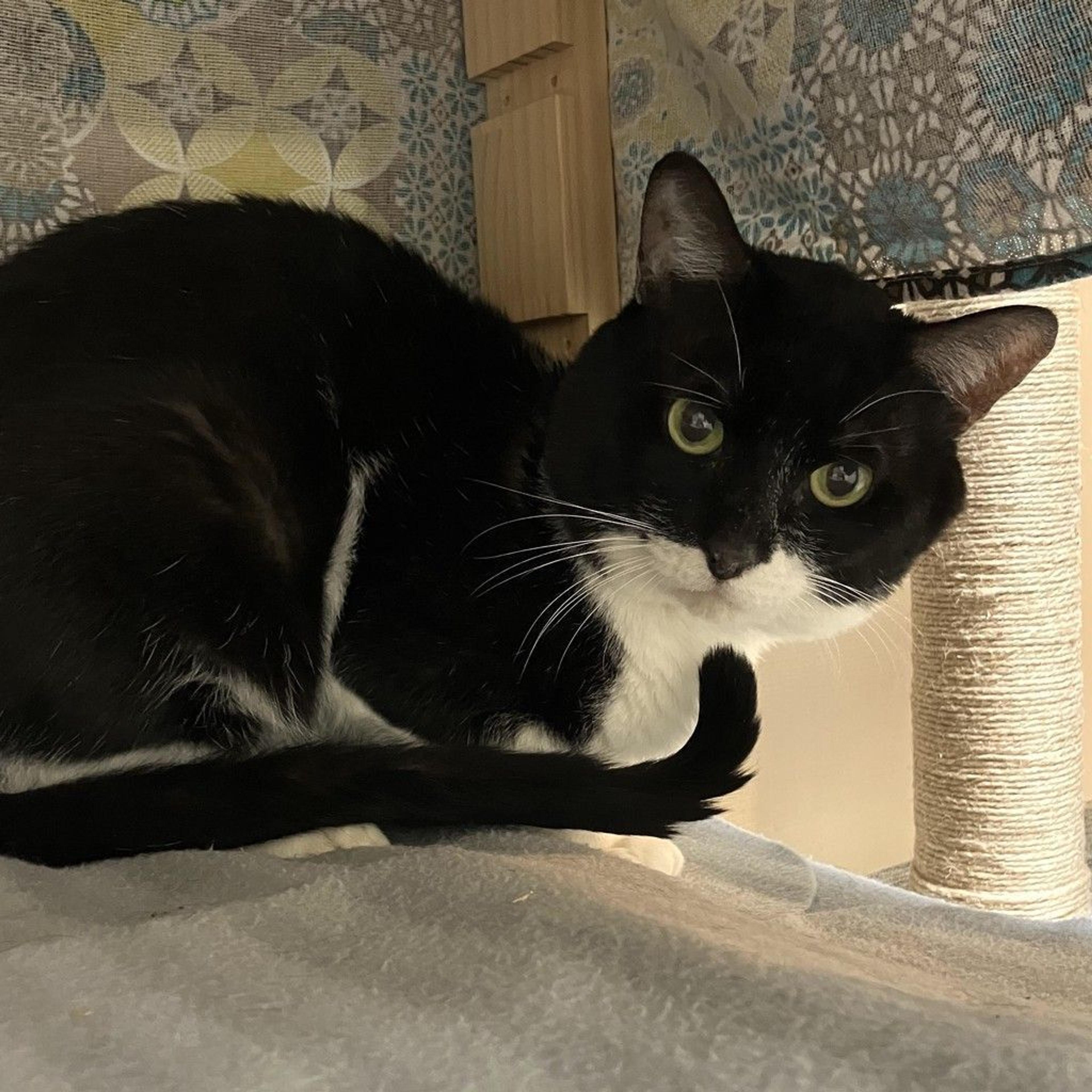 pet-image-2