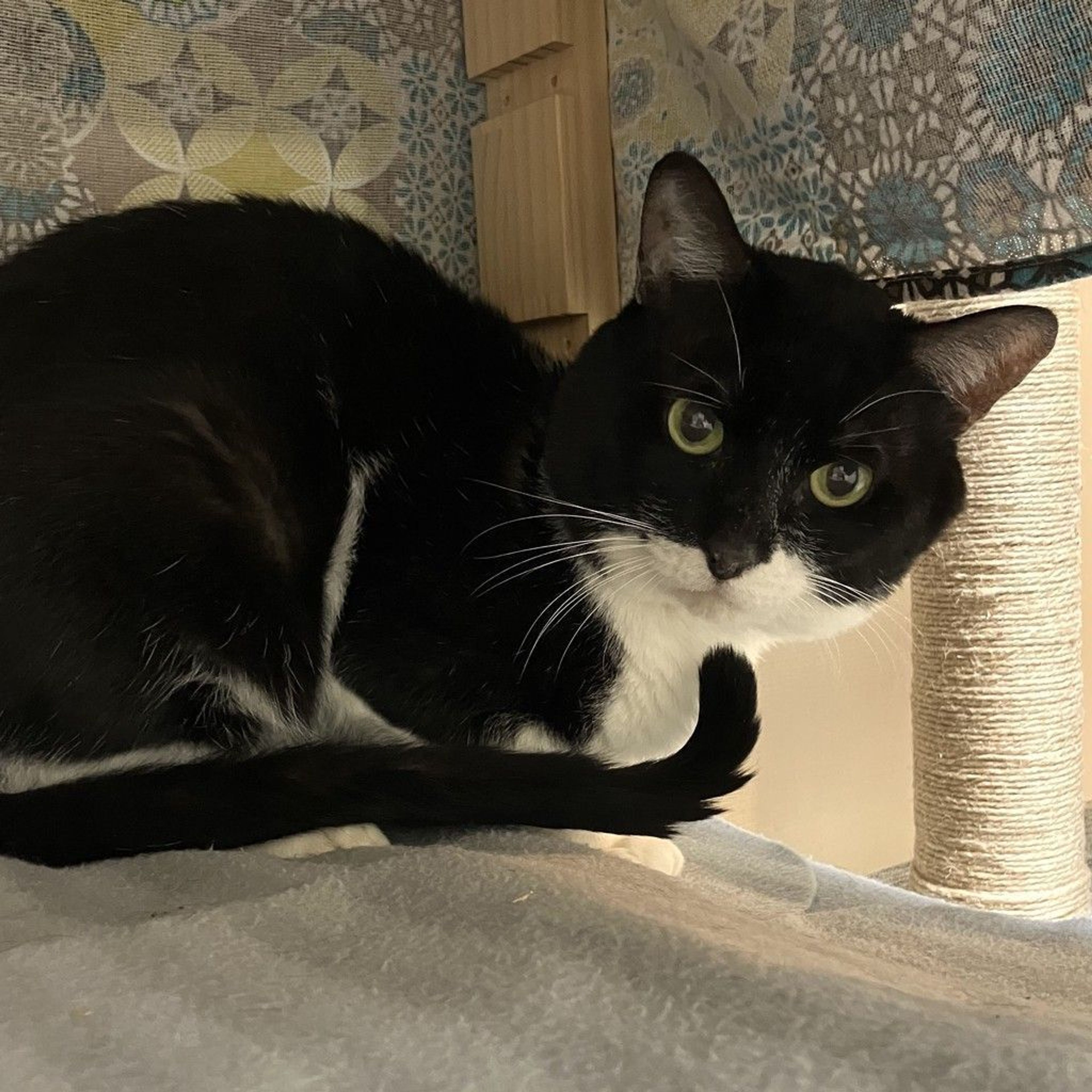 pet-image-2