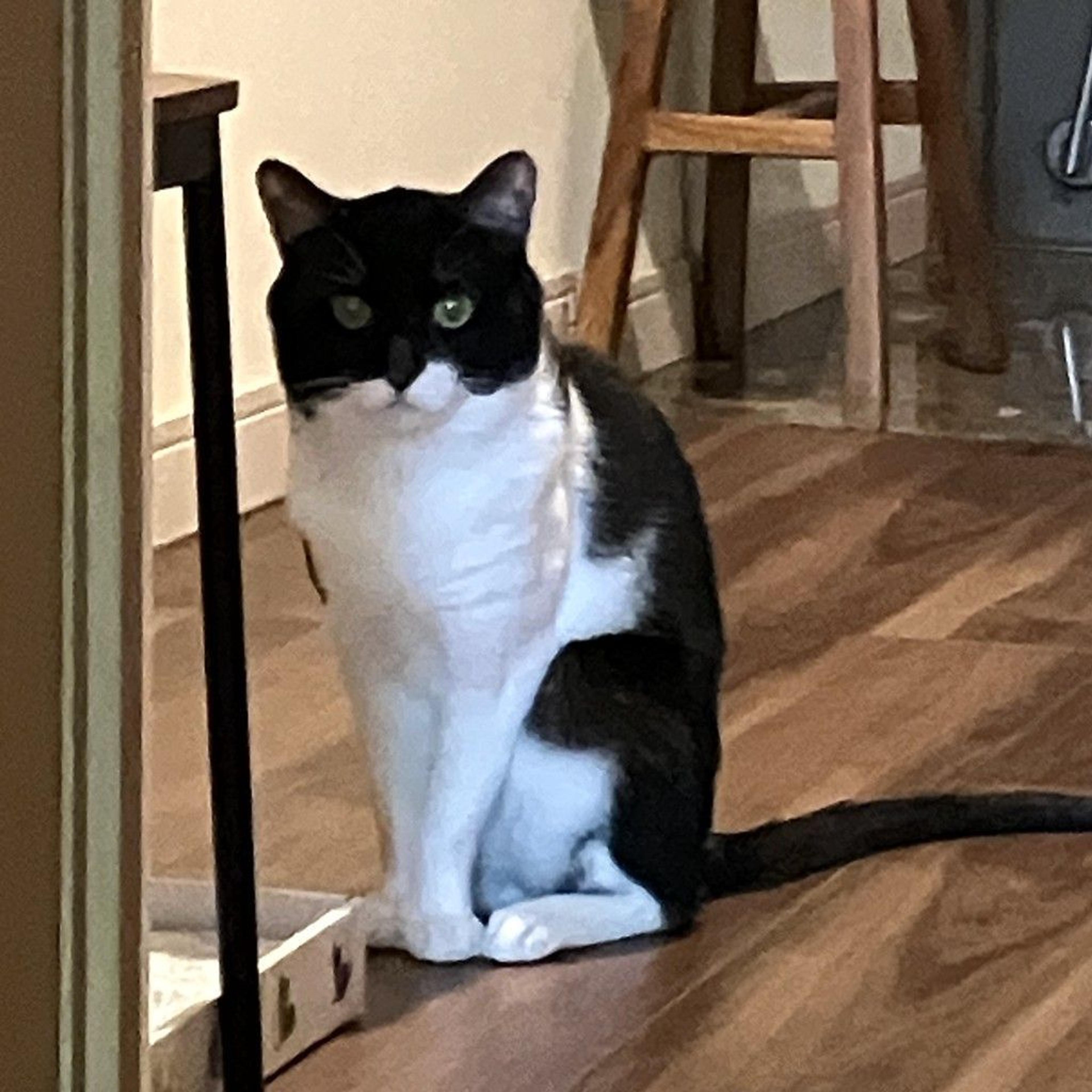 pet-image-3