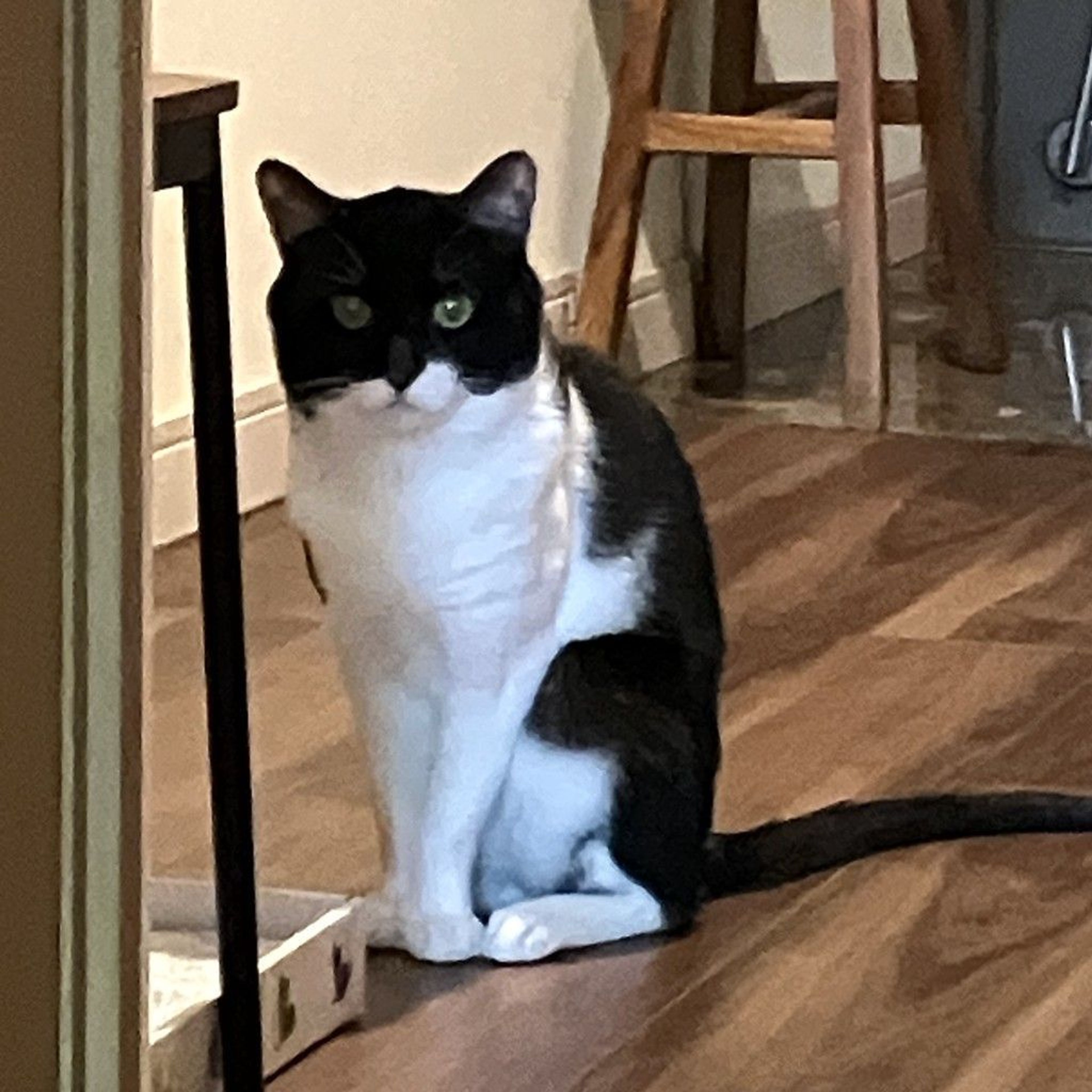 pet-image-3